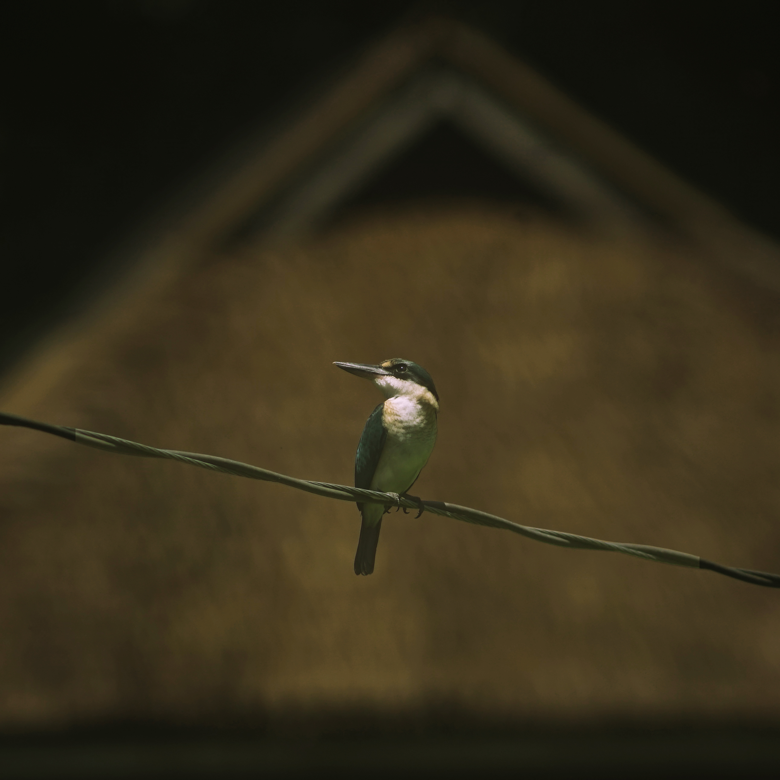 最近認識された鳥の写真