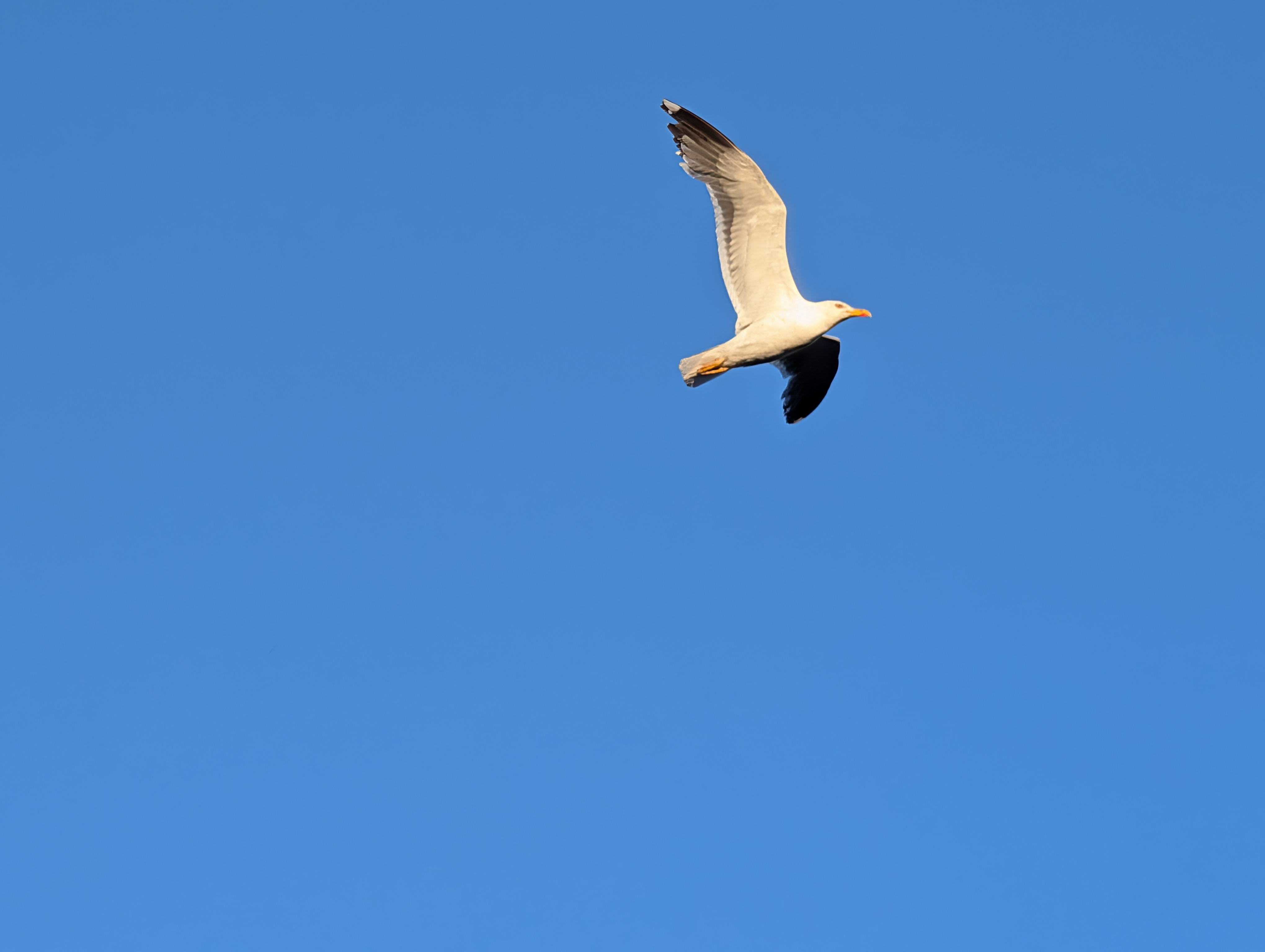 最近認識された鳥の写真