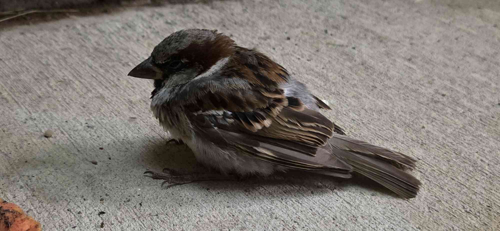 Recent bird photo