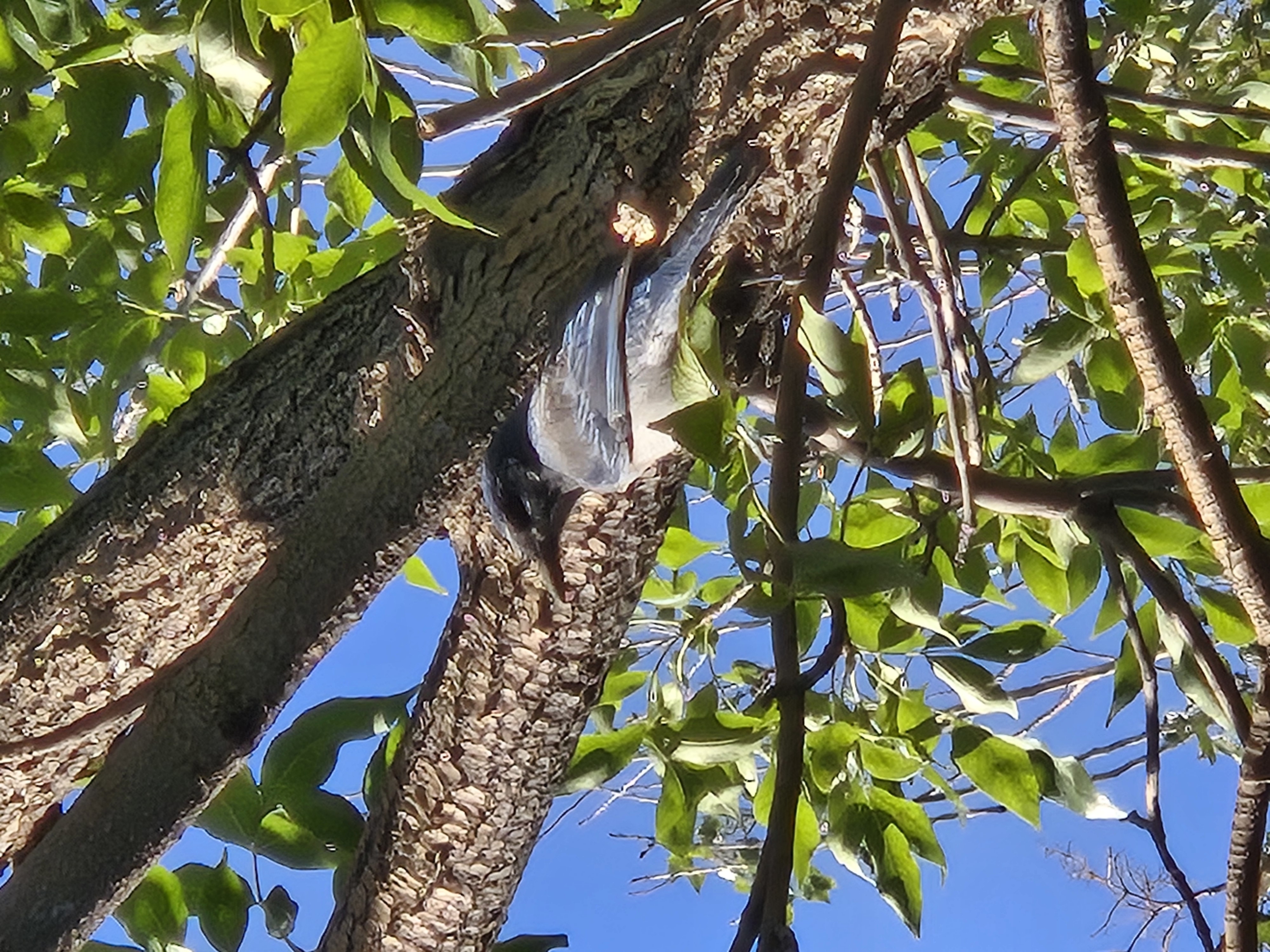 Recent bird photo