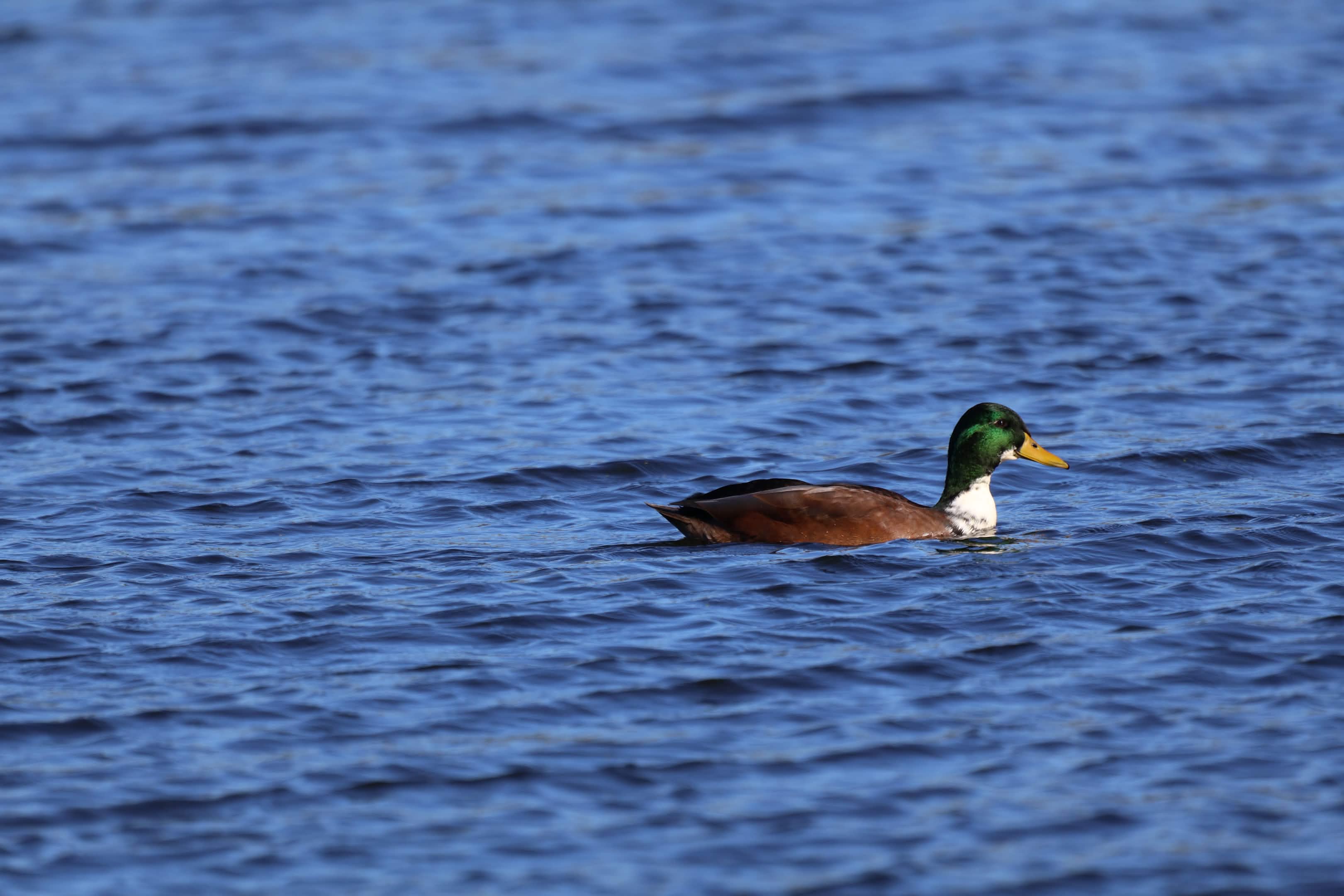 Recent bird photo
