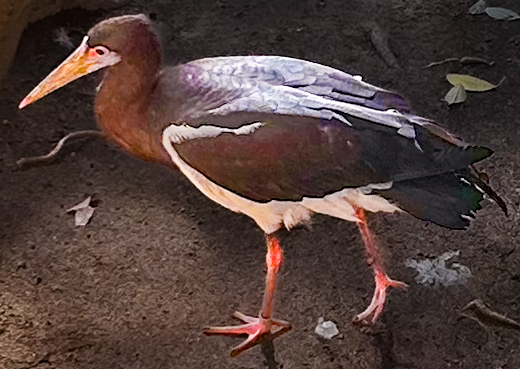 Recent bird photo