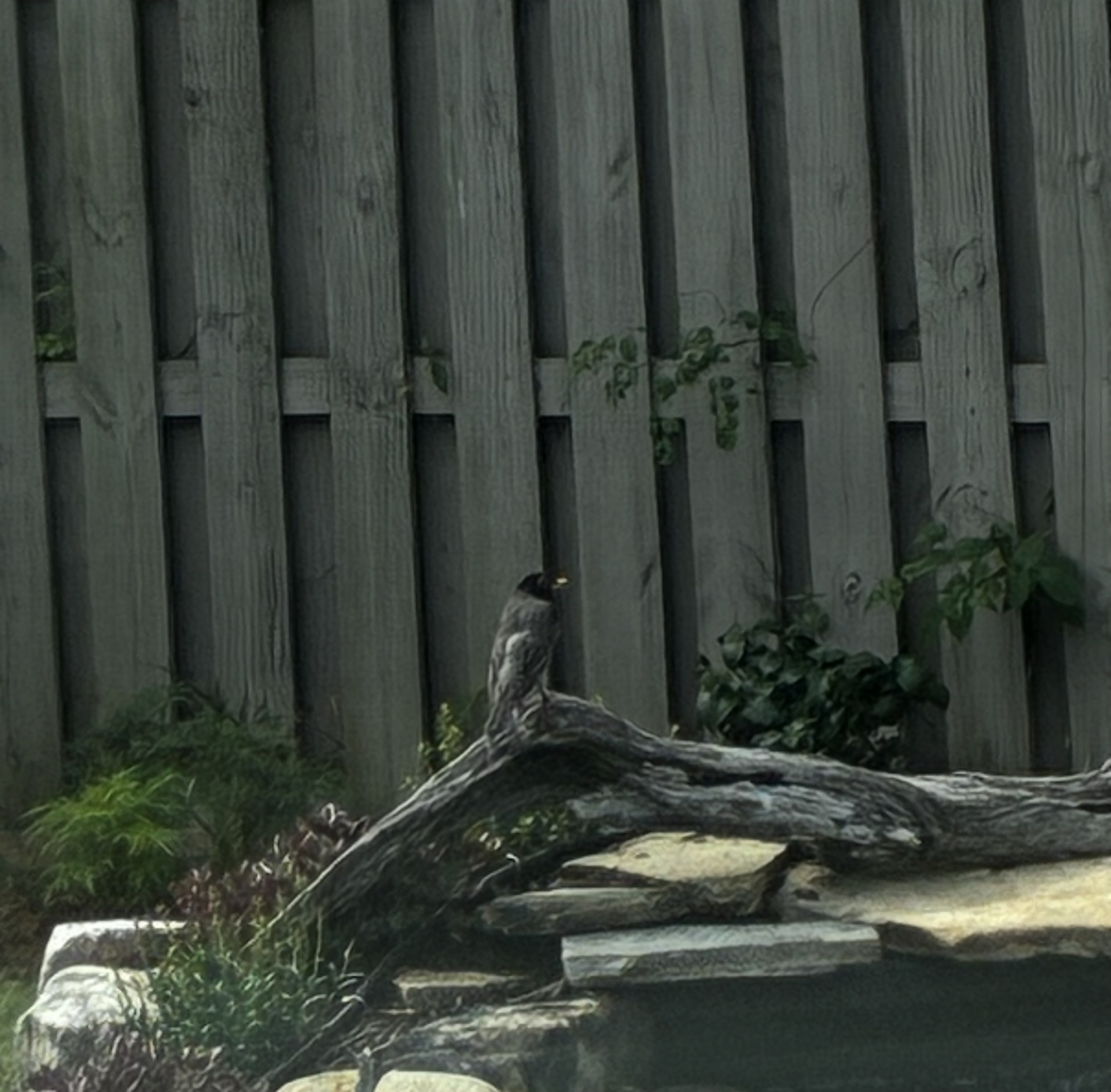 最近認識された鳥の写真