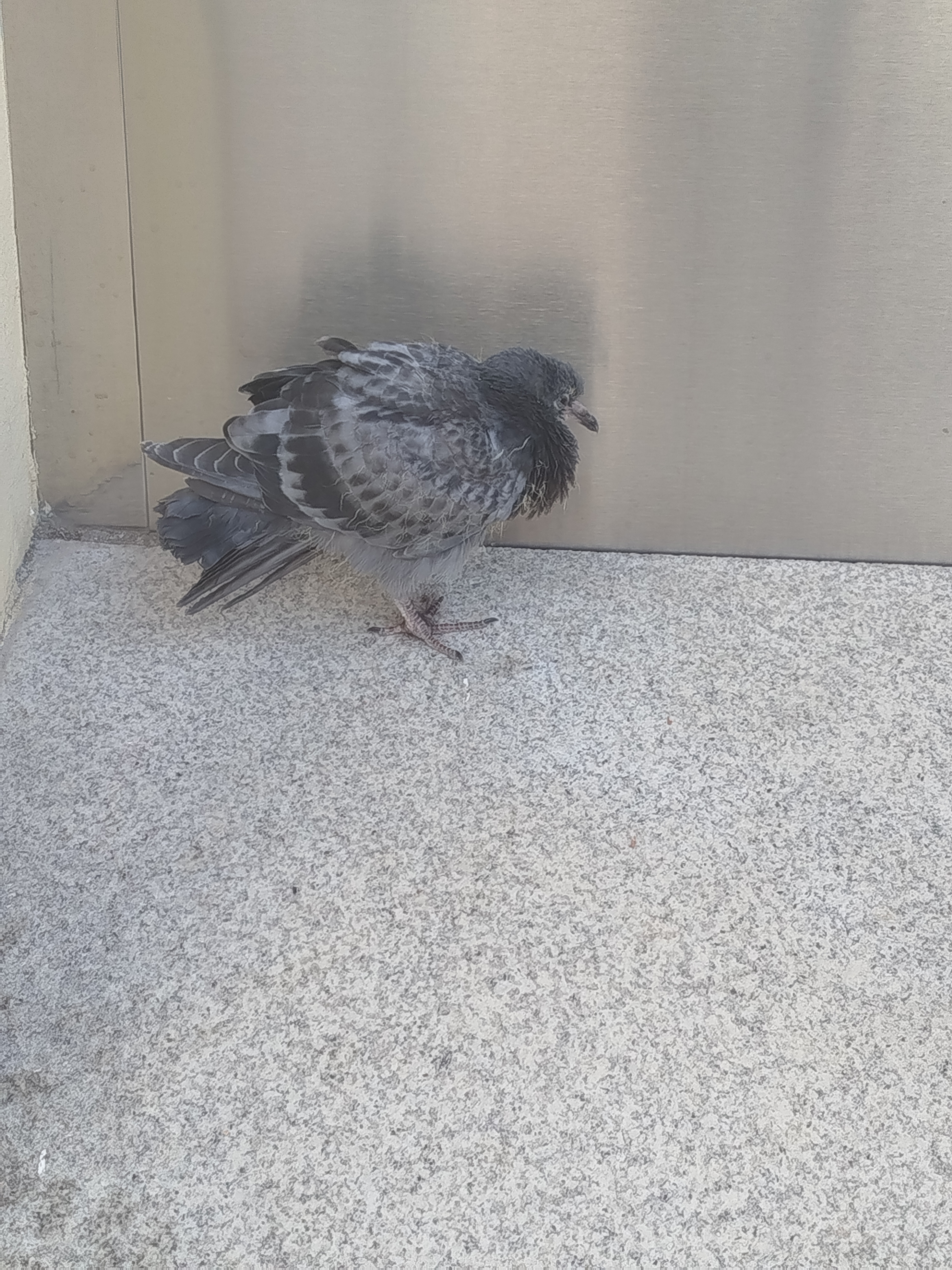 最近認識された鳥の写真