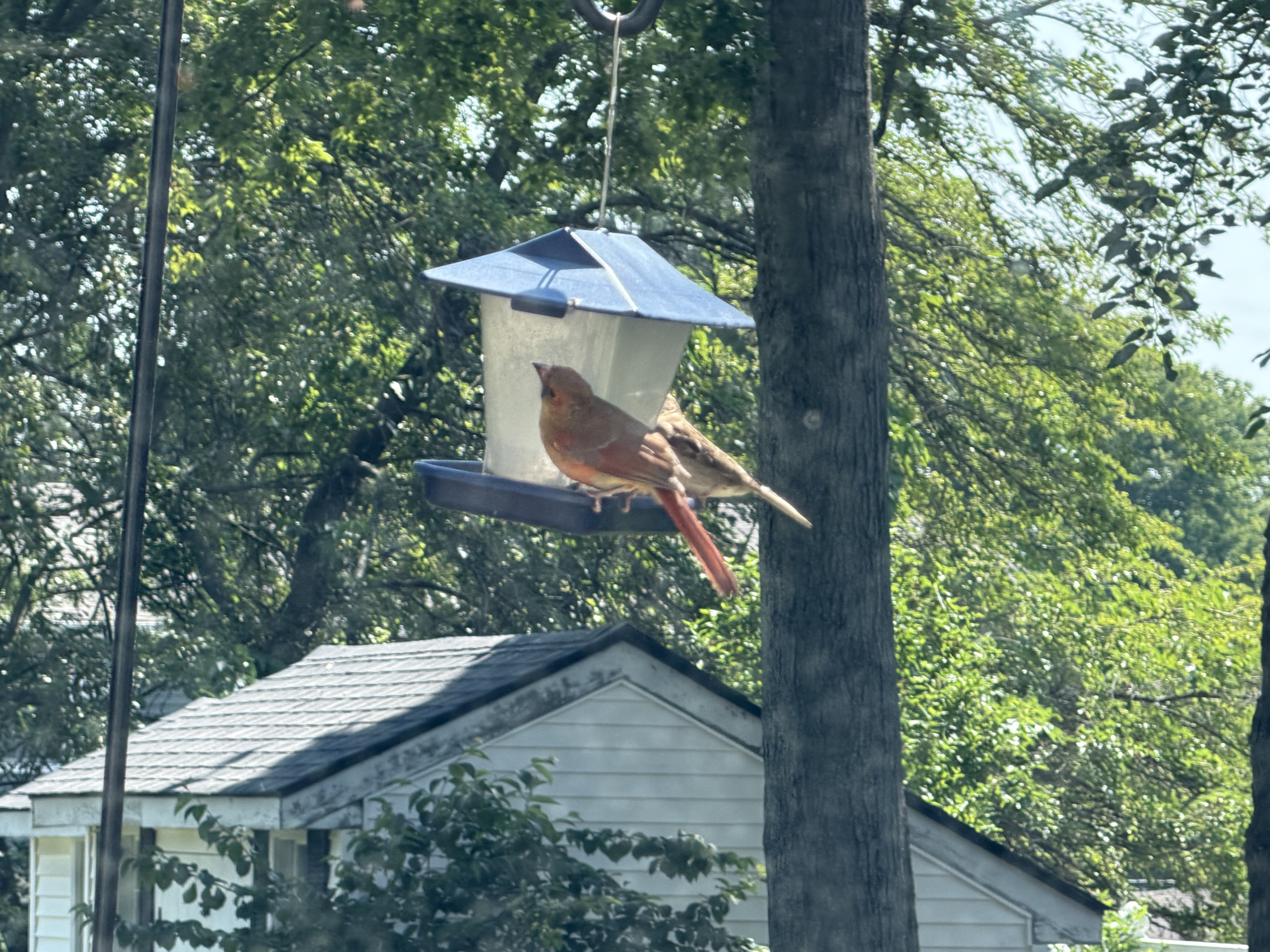 Recent bird photo