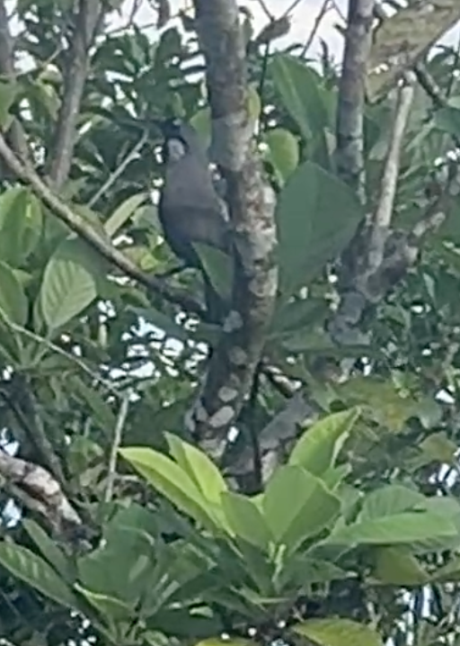 最近認識された鳥の写真