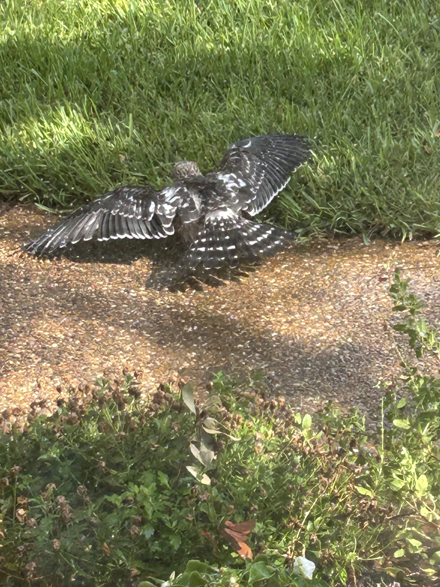 Recent bird photo