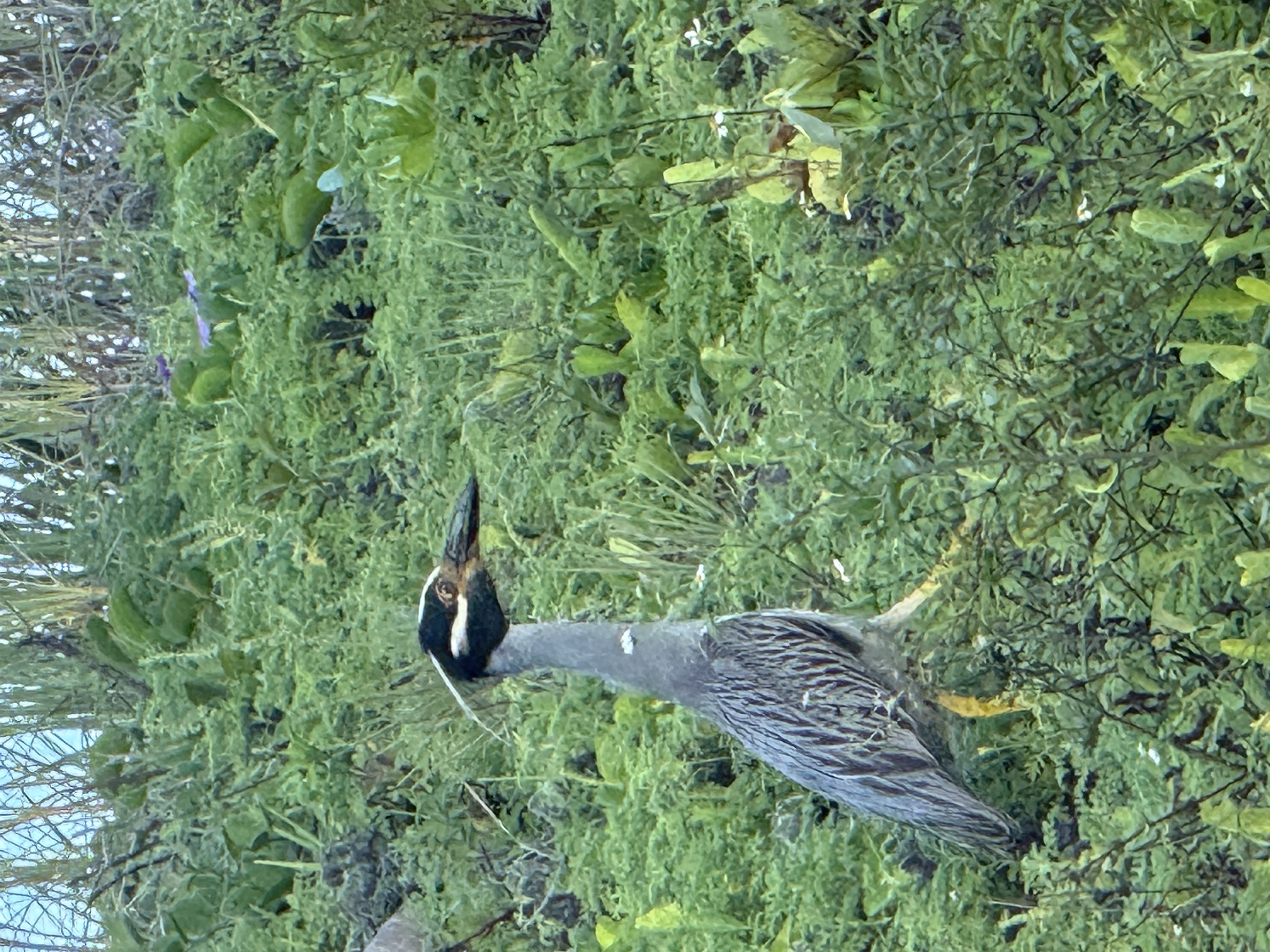 Recent bird photo