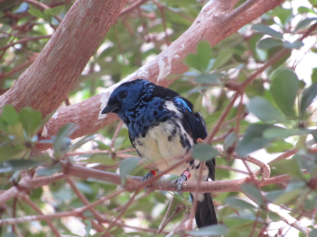 Recent bird photo