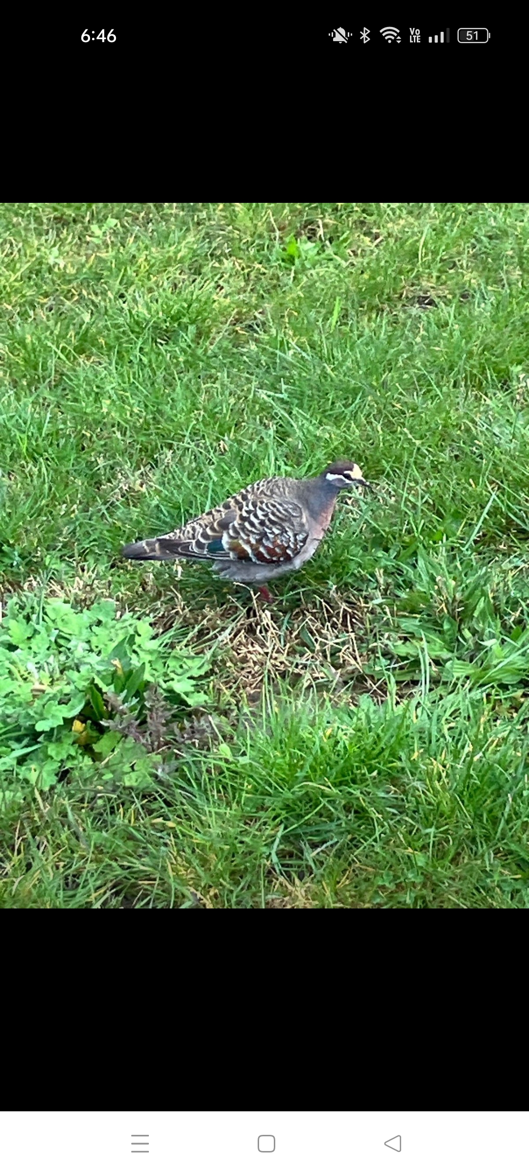 Recent bird photo