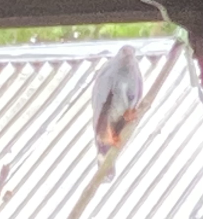 最近認識された鳥の写真