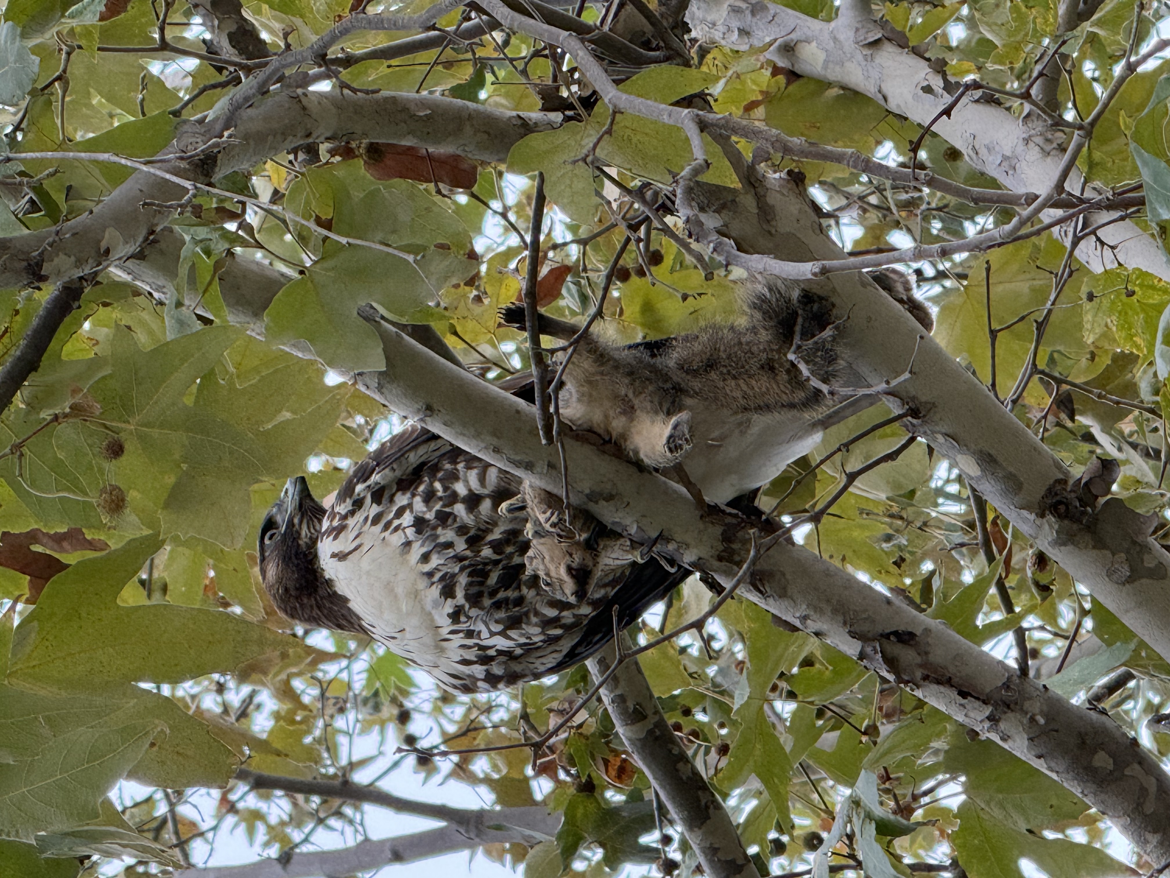 Red-tailed Hawk (Juvenile)