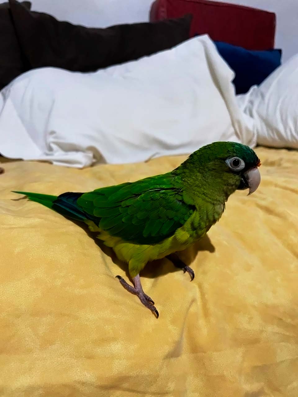 最近辨識的鳥類圖片