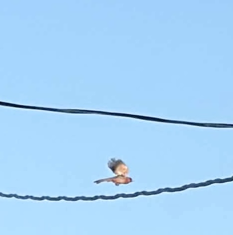 最近認識された鳥の写真