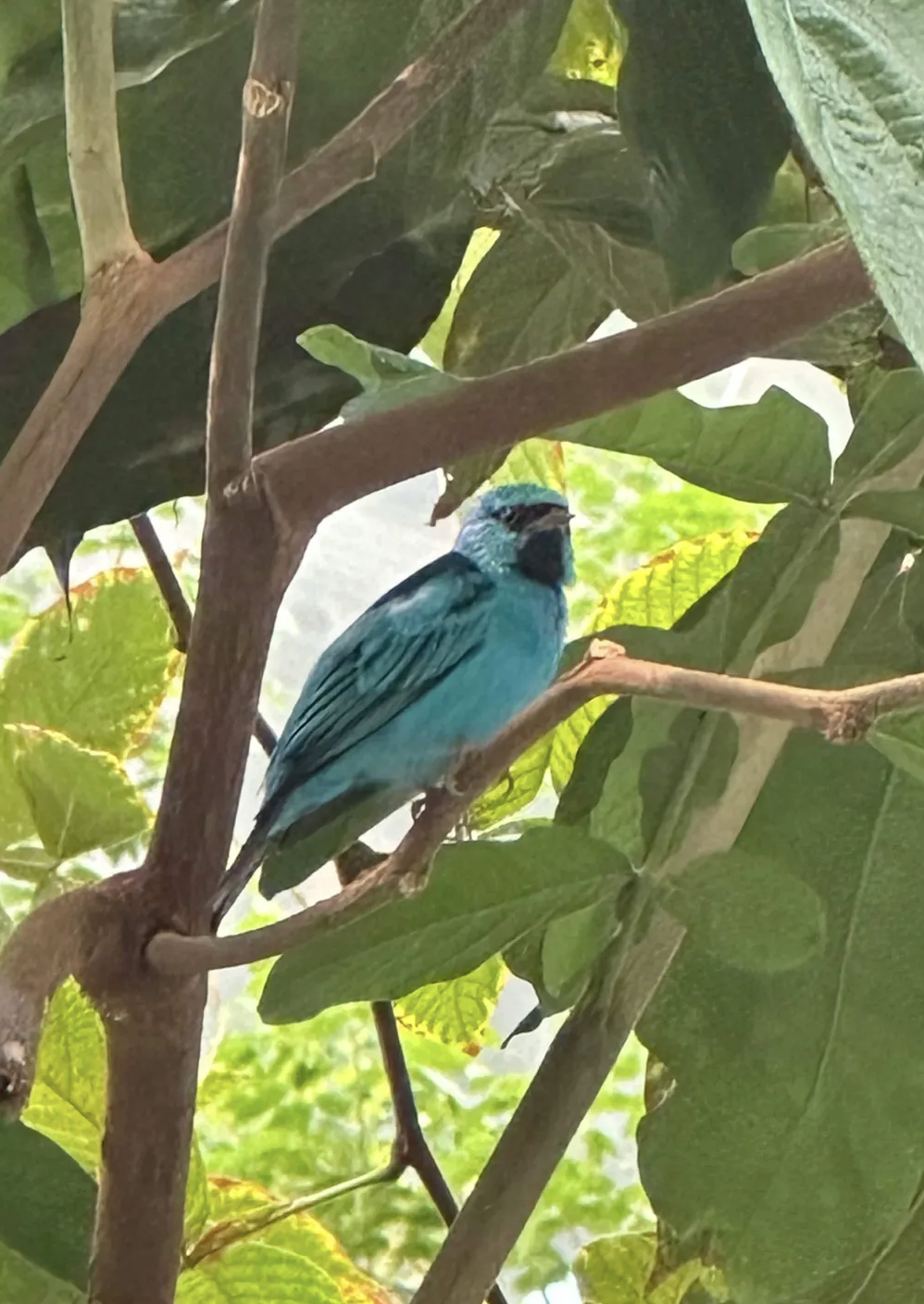 最近辨識的鳥類圖片