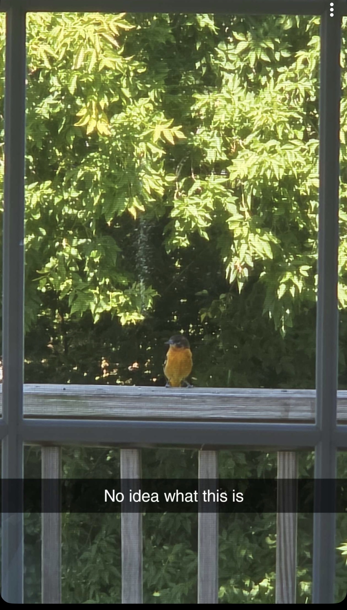 最近识别的鸟类图片