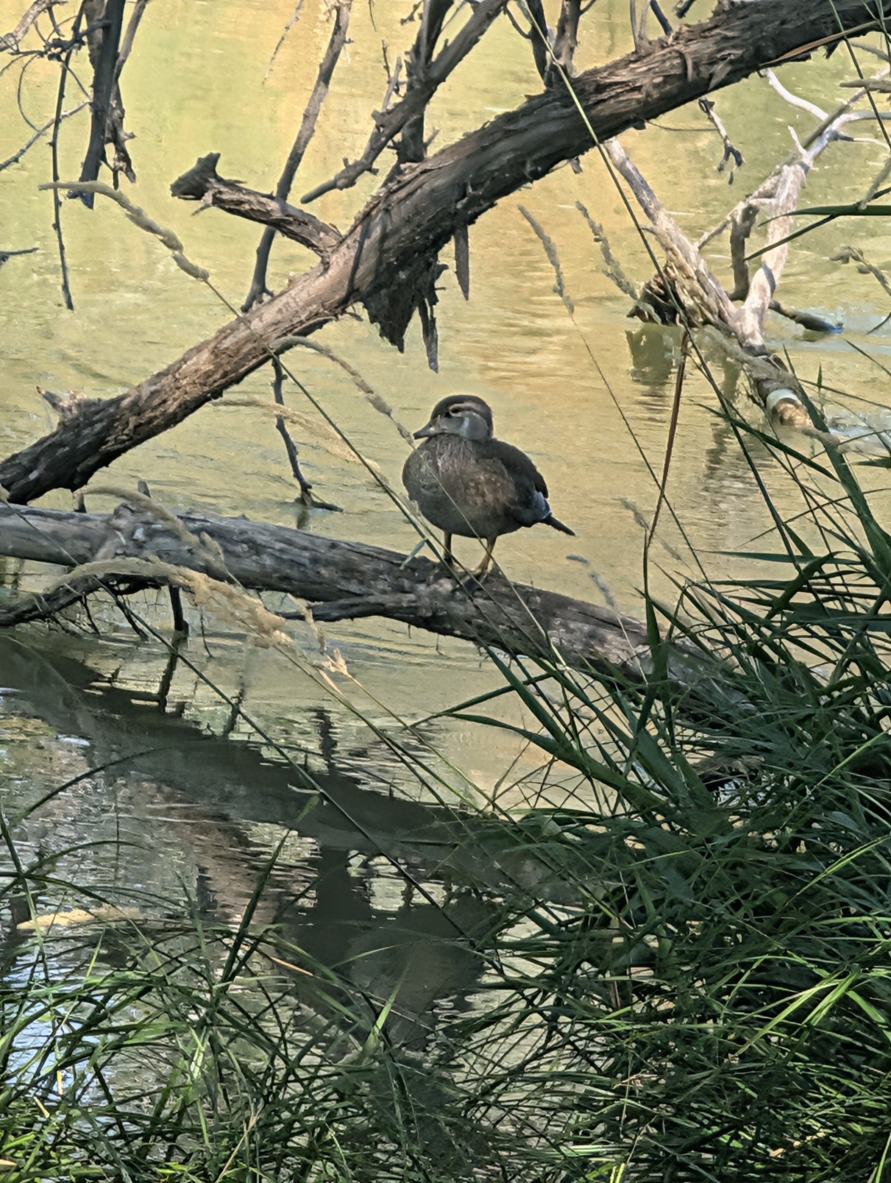 最近認識された鳥の写真