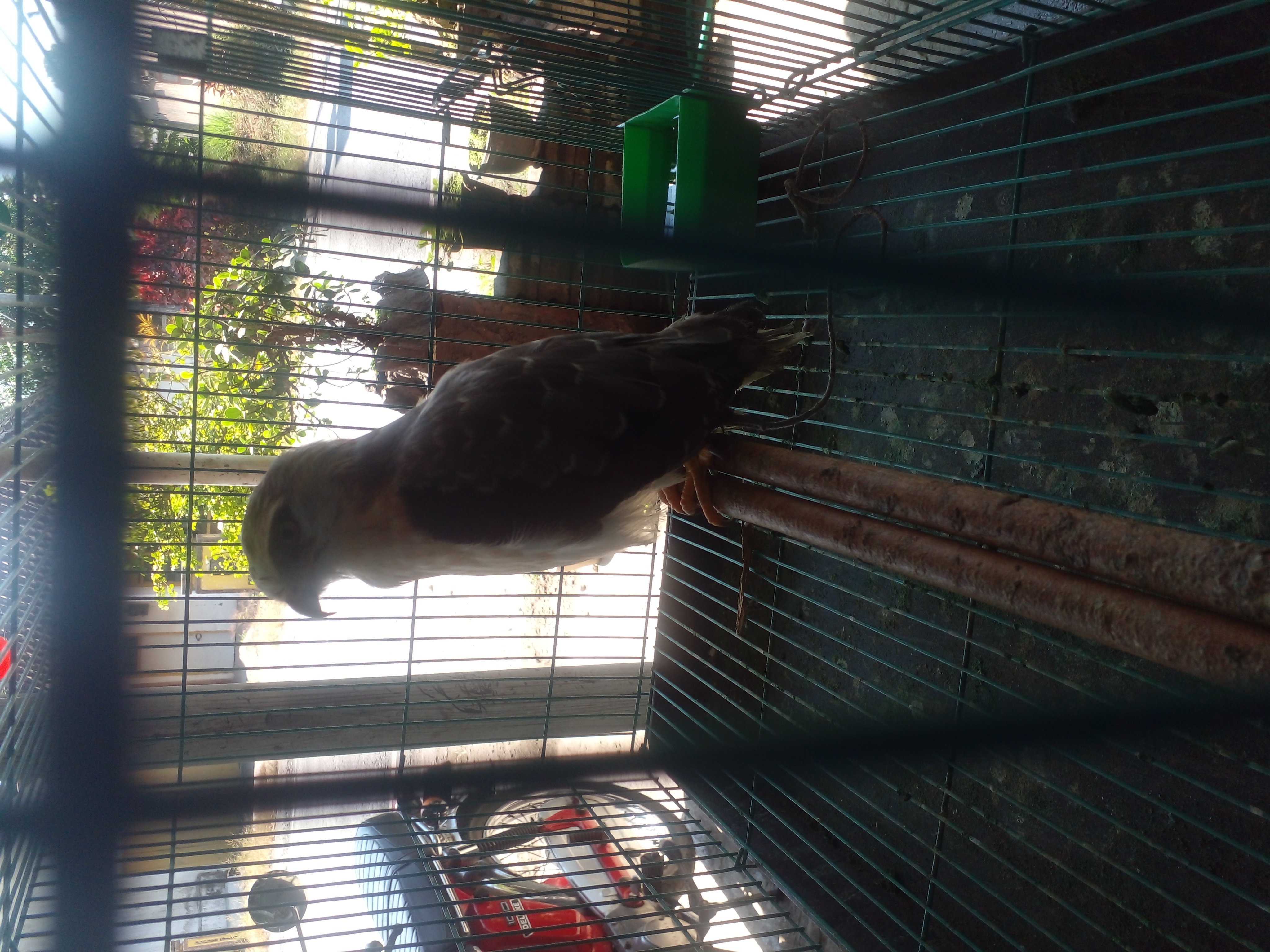Recent bird photo