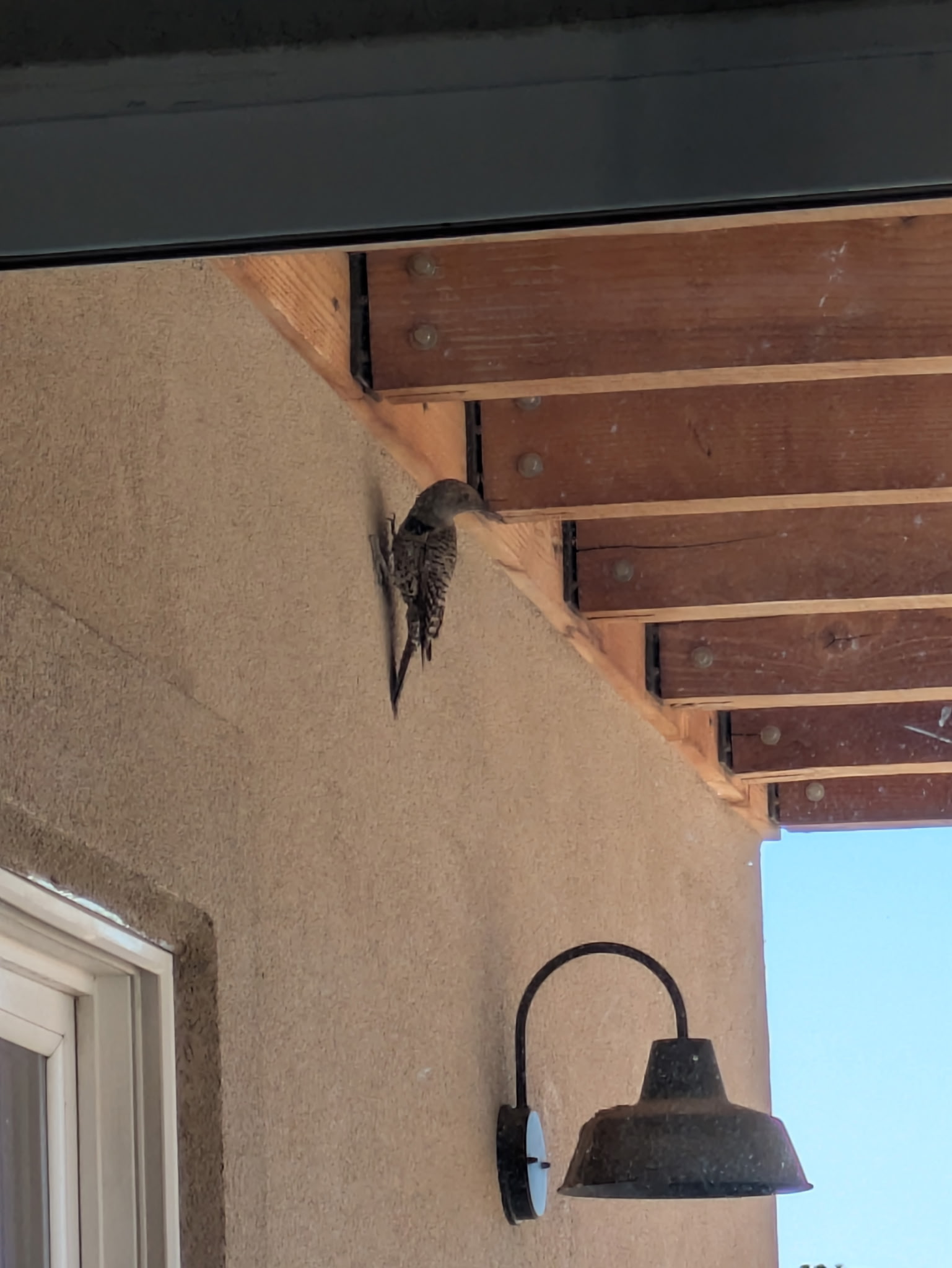 最近認識された鳥の写真