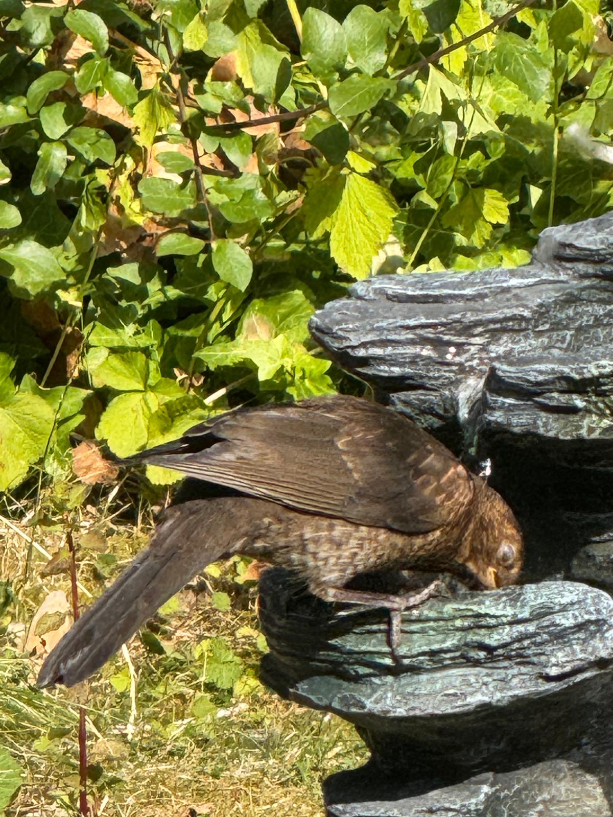 最近認識された鳥の写真