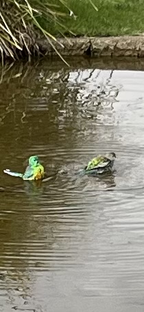 Recent bird photo