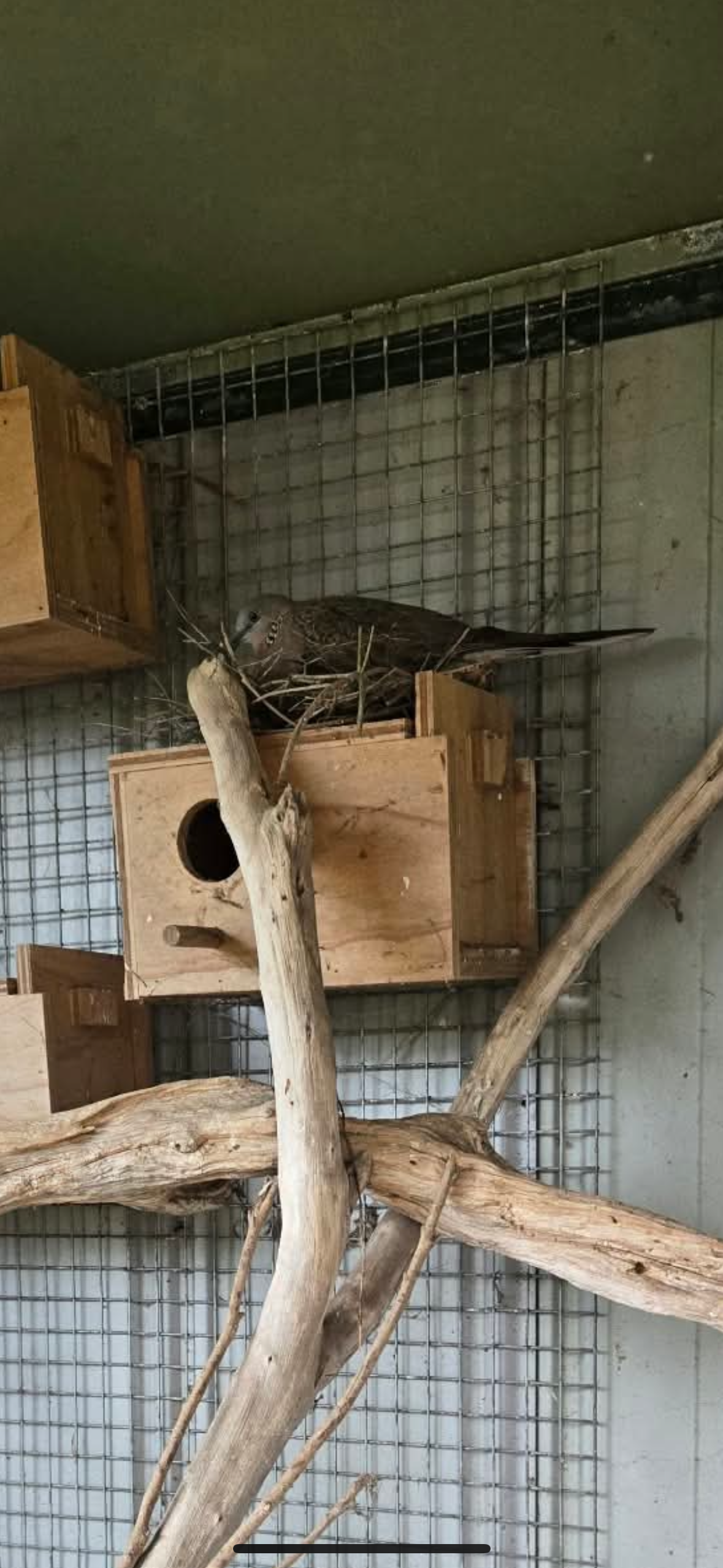 Recent bird photo