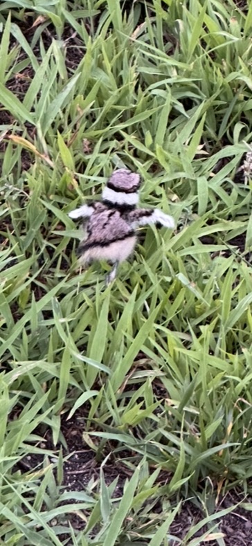 最近認識された鳥の写真