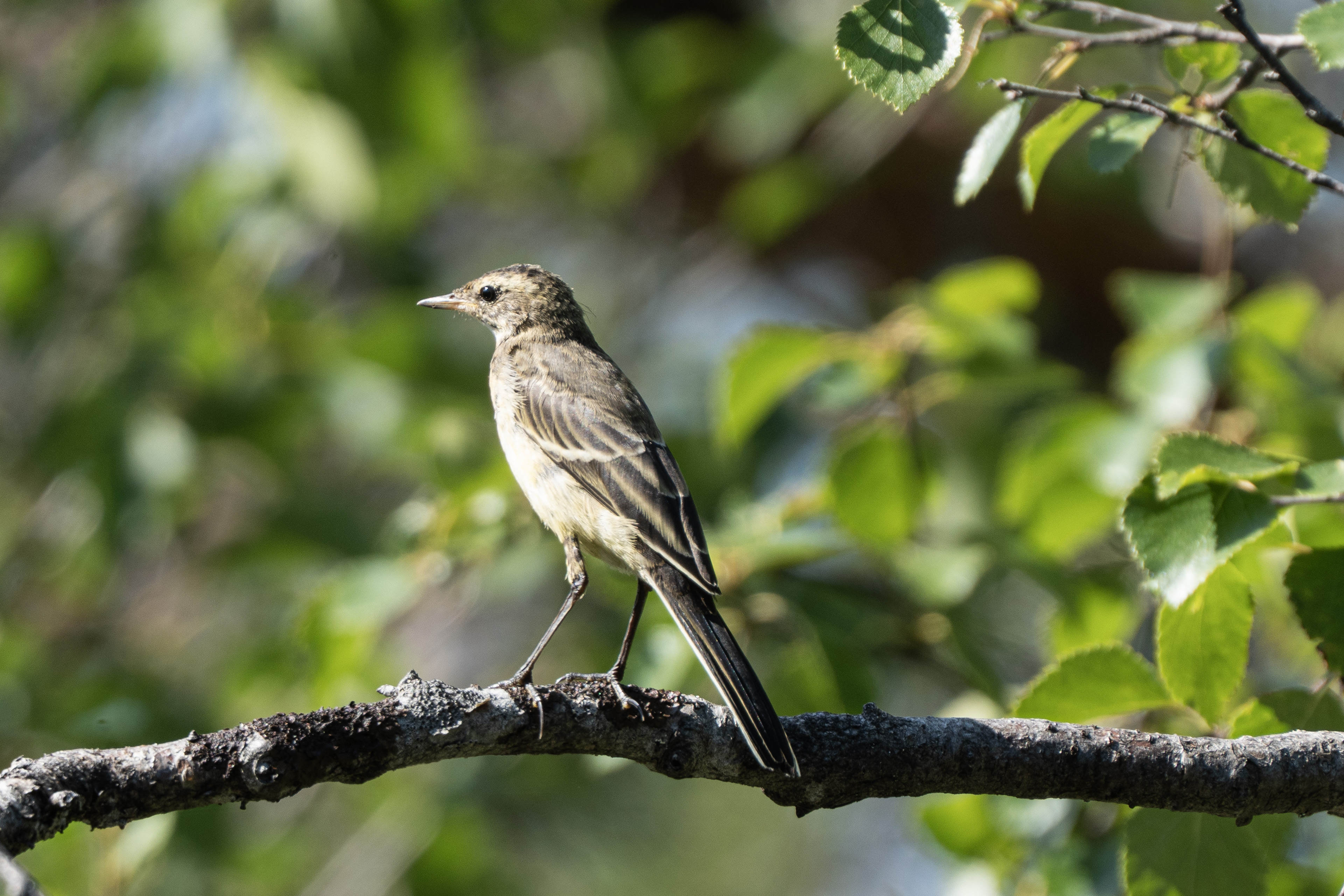 White Wagtail