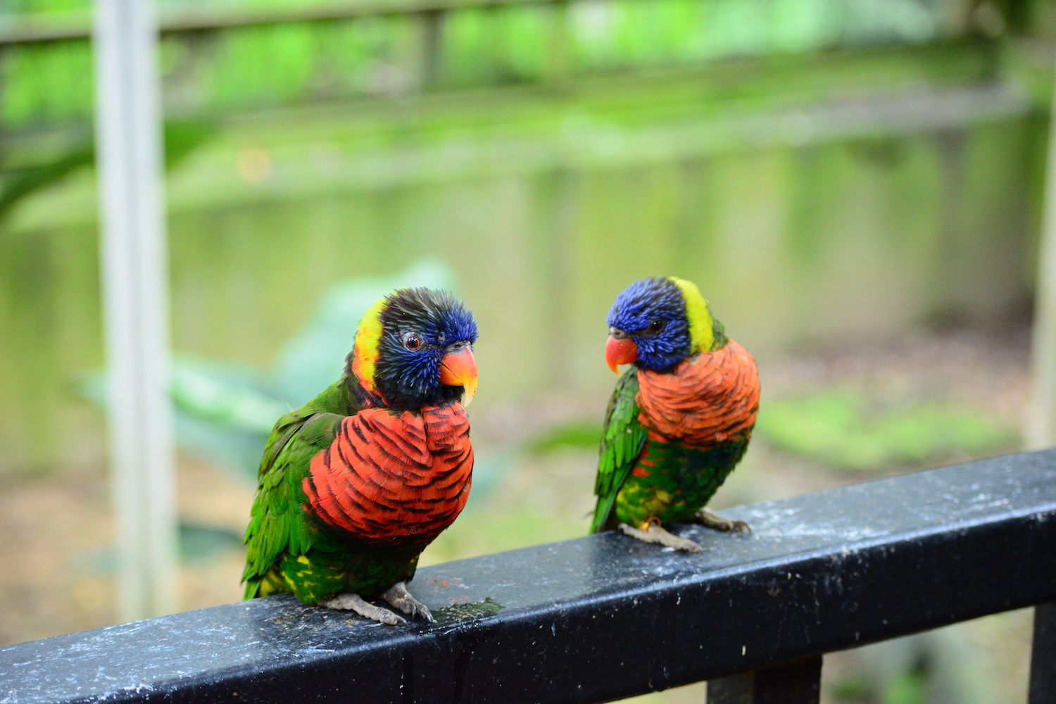 最近認識された鳥の写真