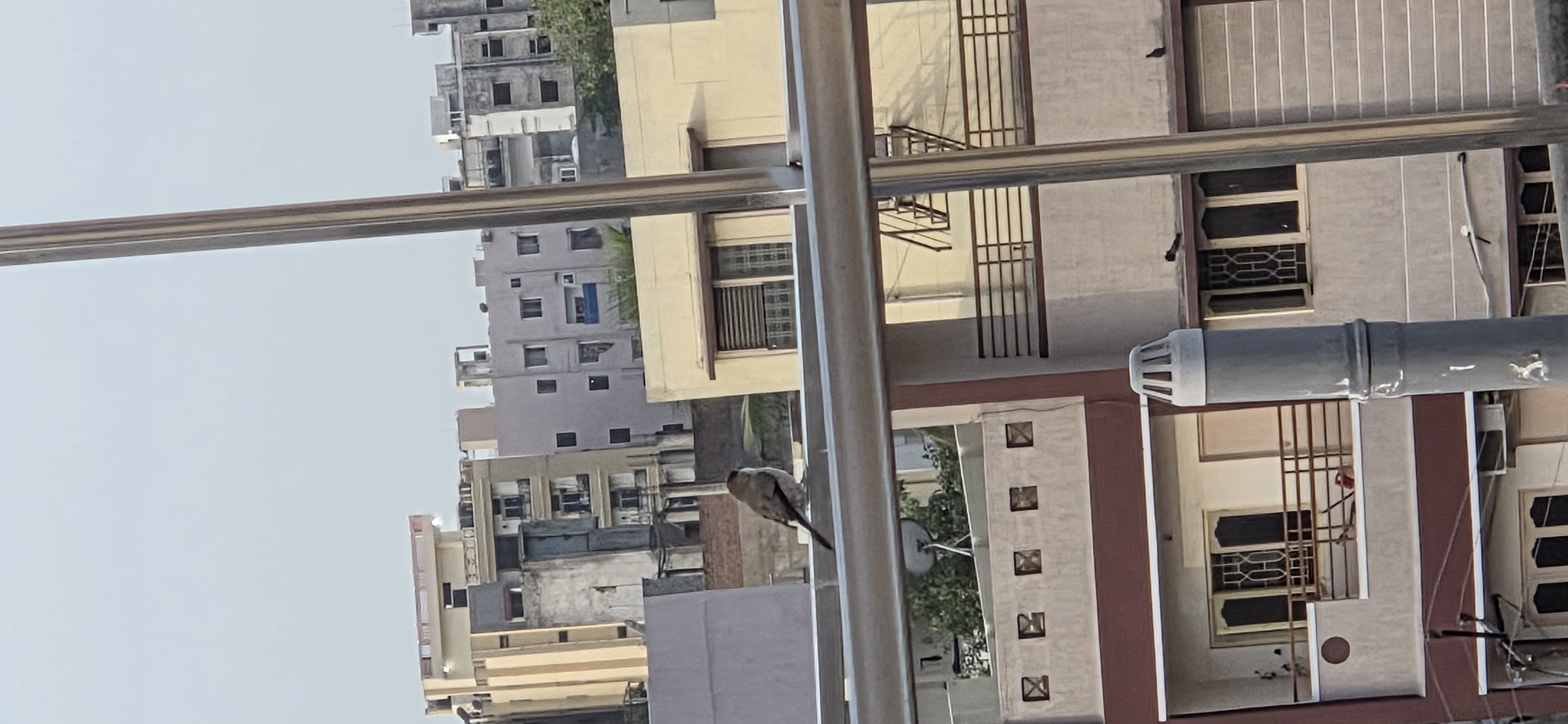 最近识别的鸟类图片