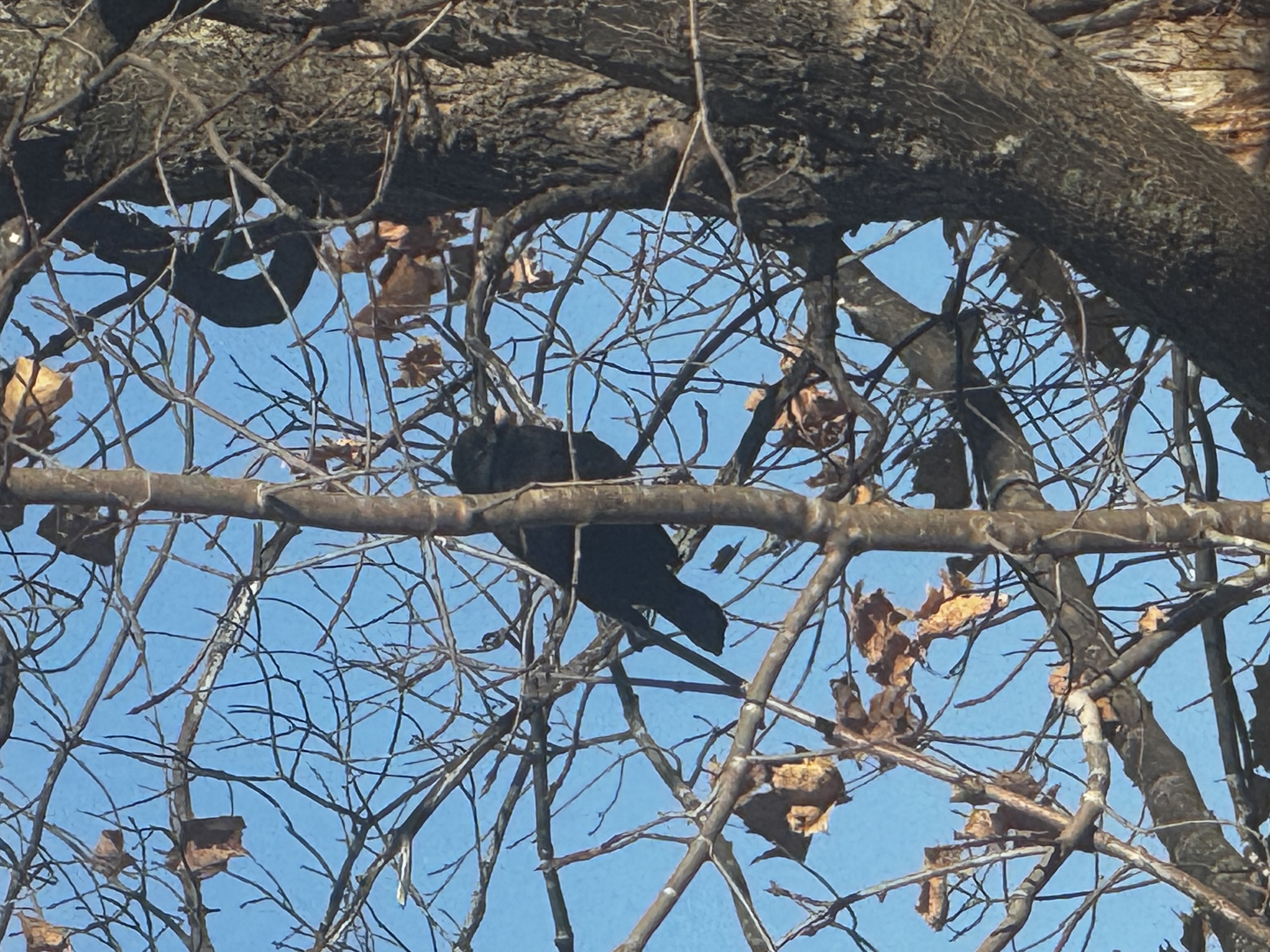 Recent bird photo