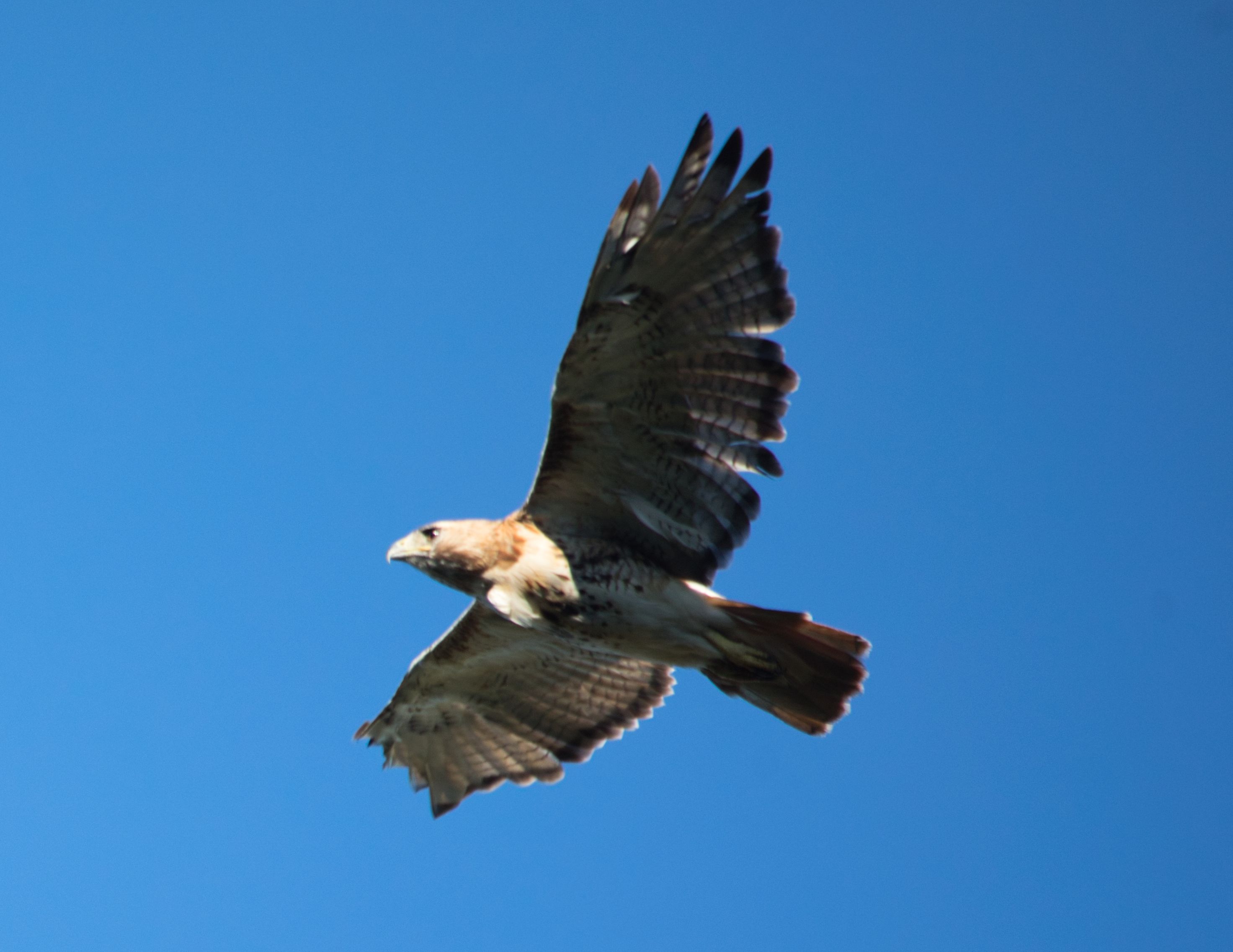 Recent bird photo