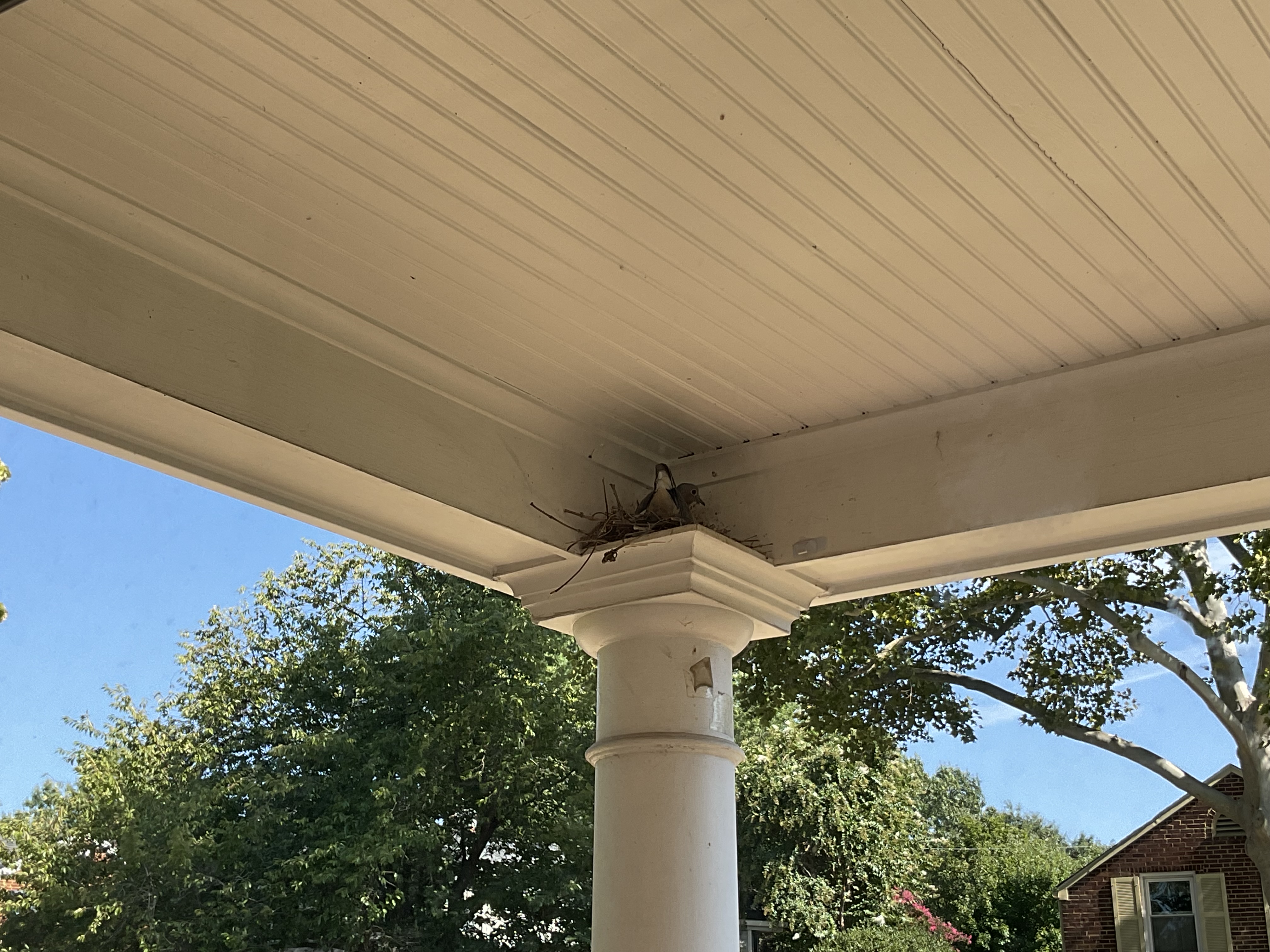 Mourning Dove