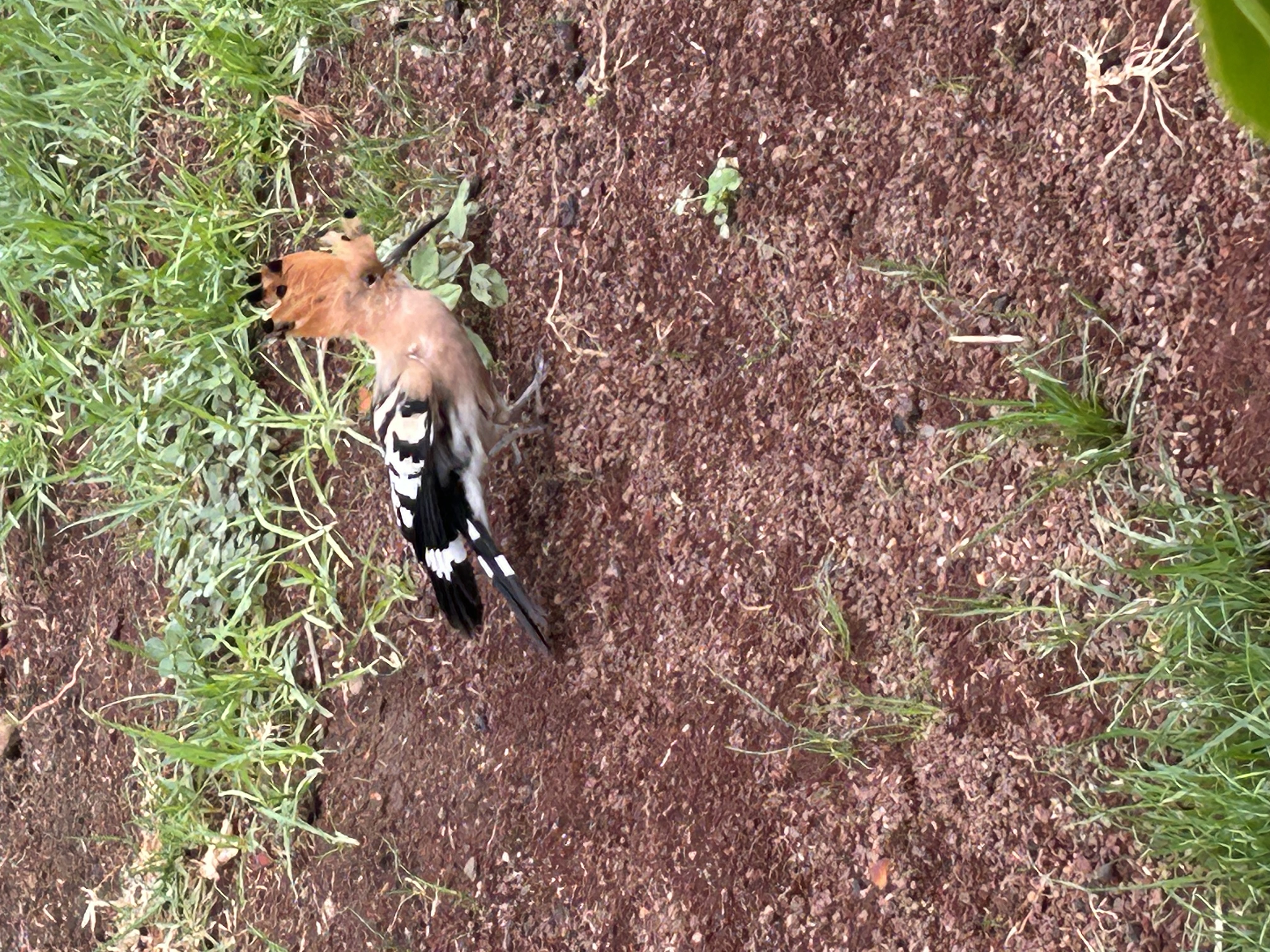 Recent bird photo