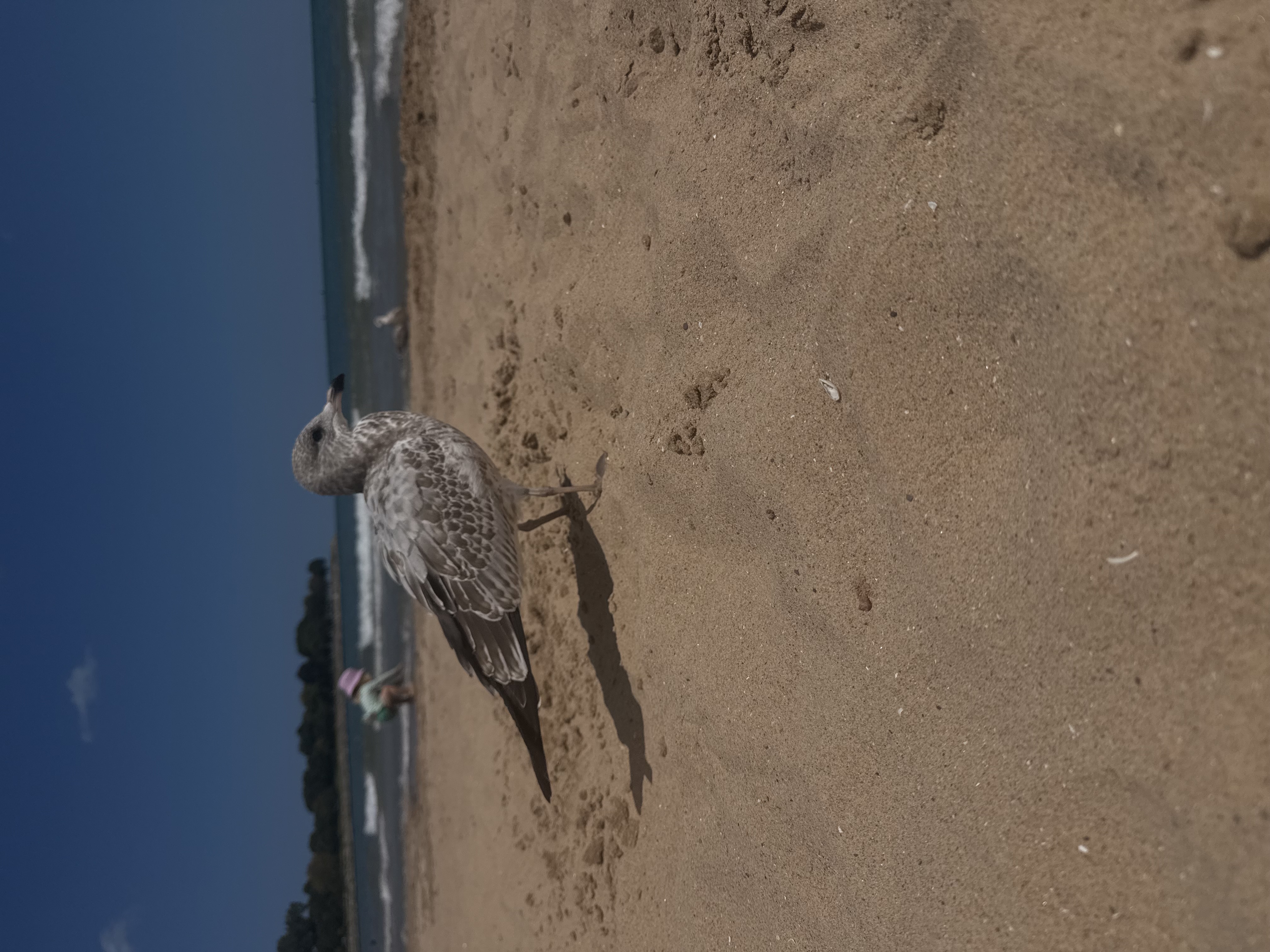 Common Gull