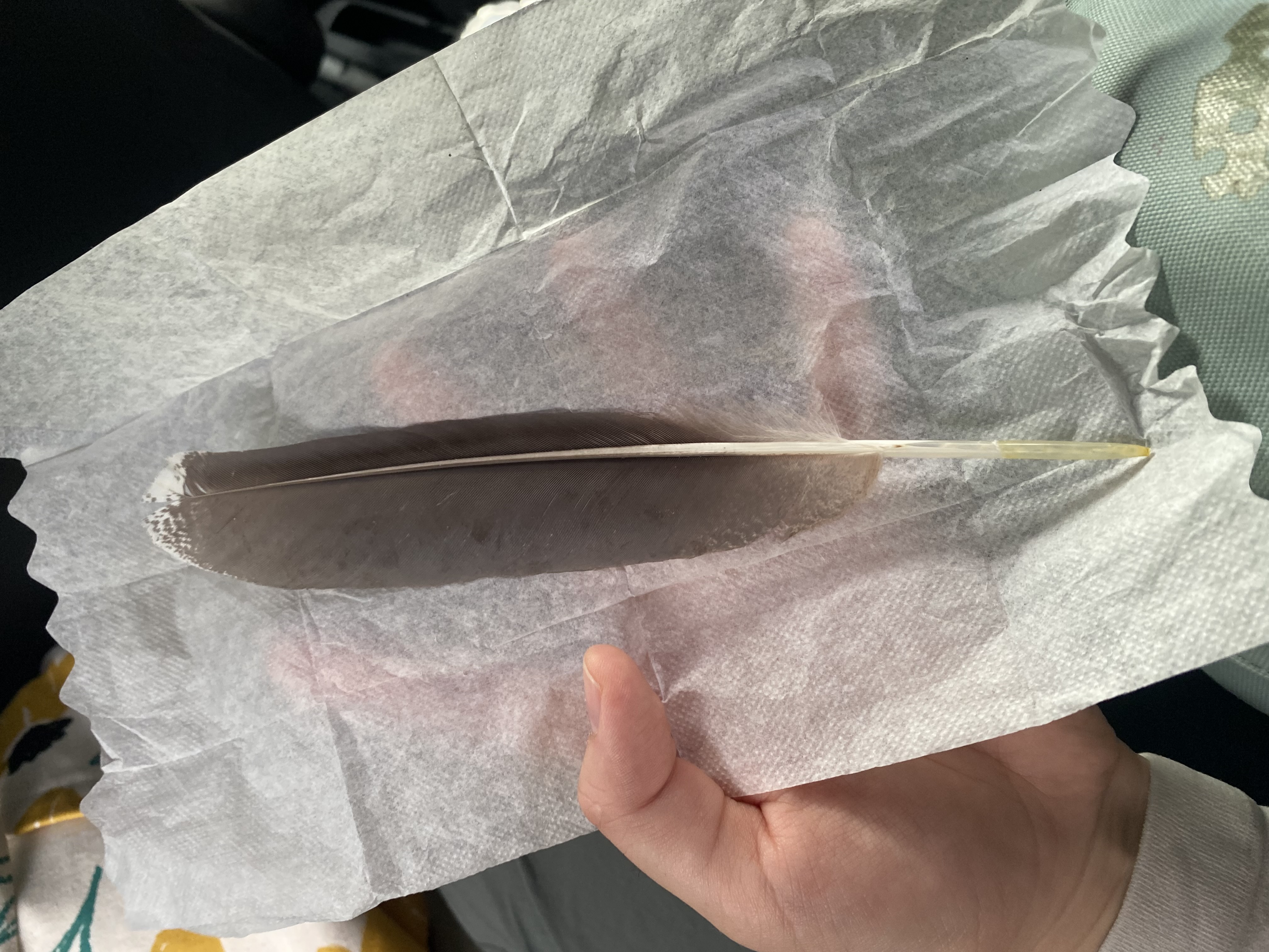 最近识别的鸟类图片