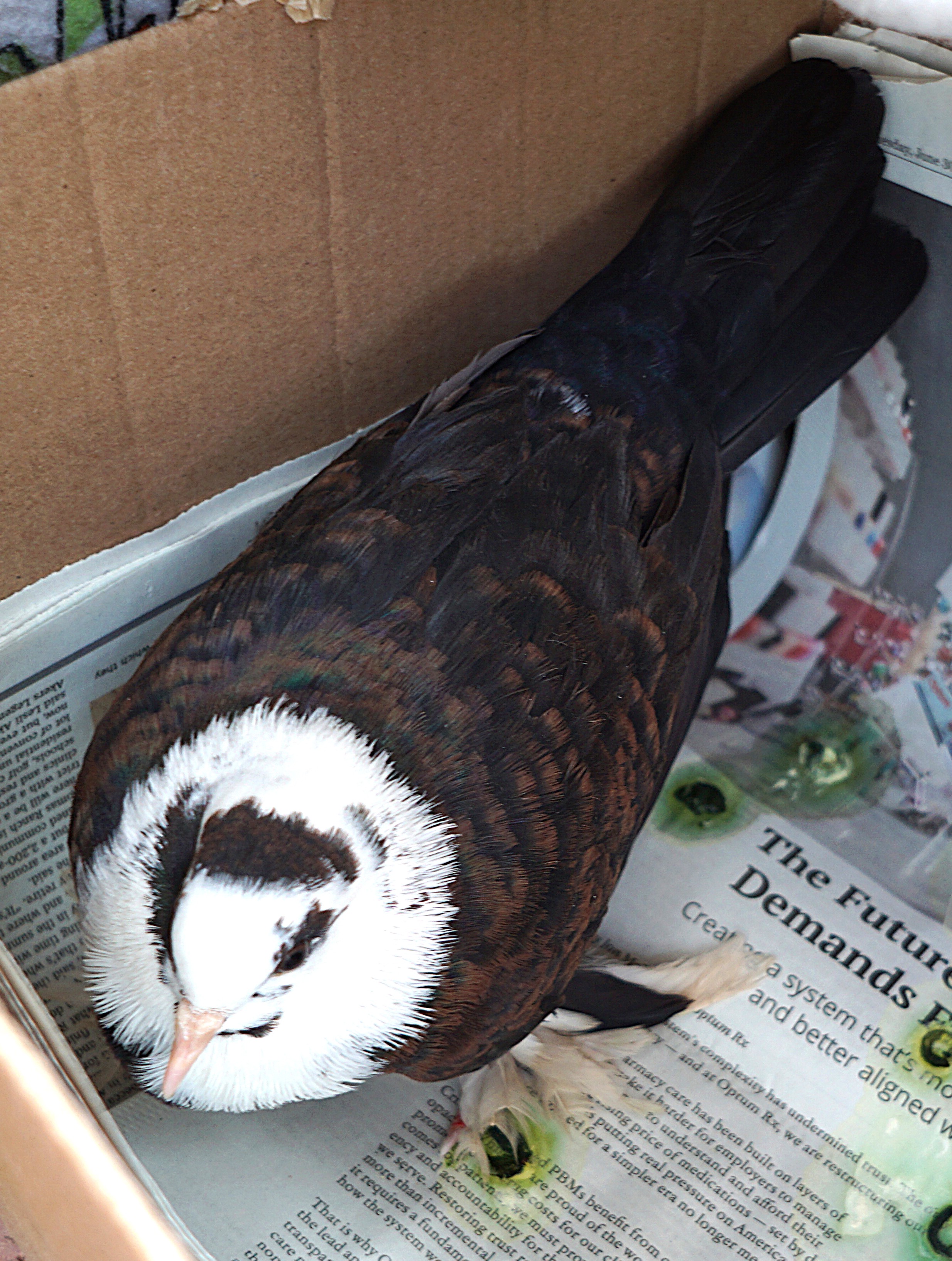 最近認識された鳥の写真