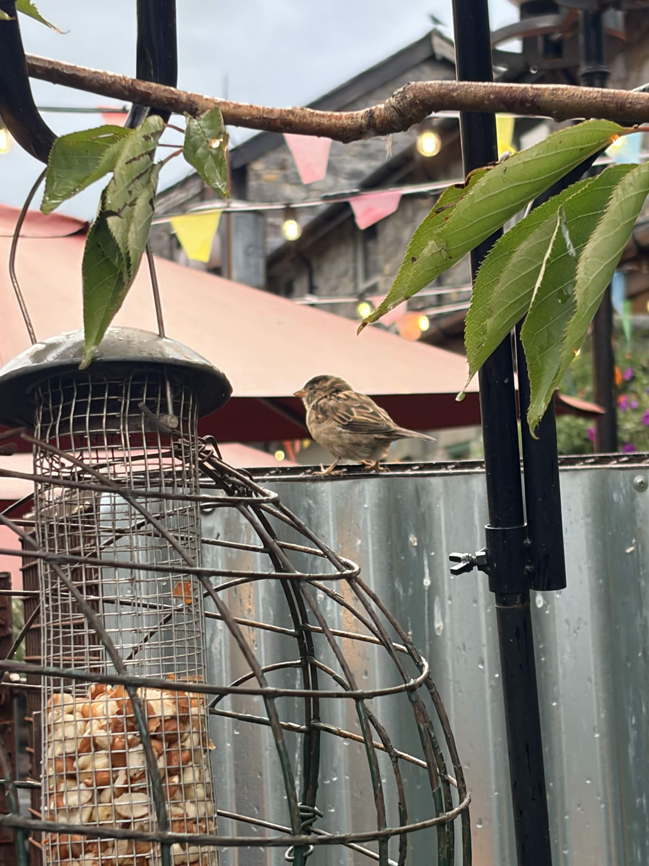 最近辨識的鳥類圖片