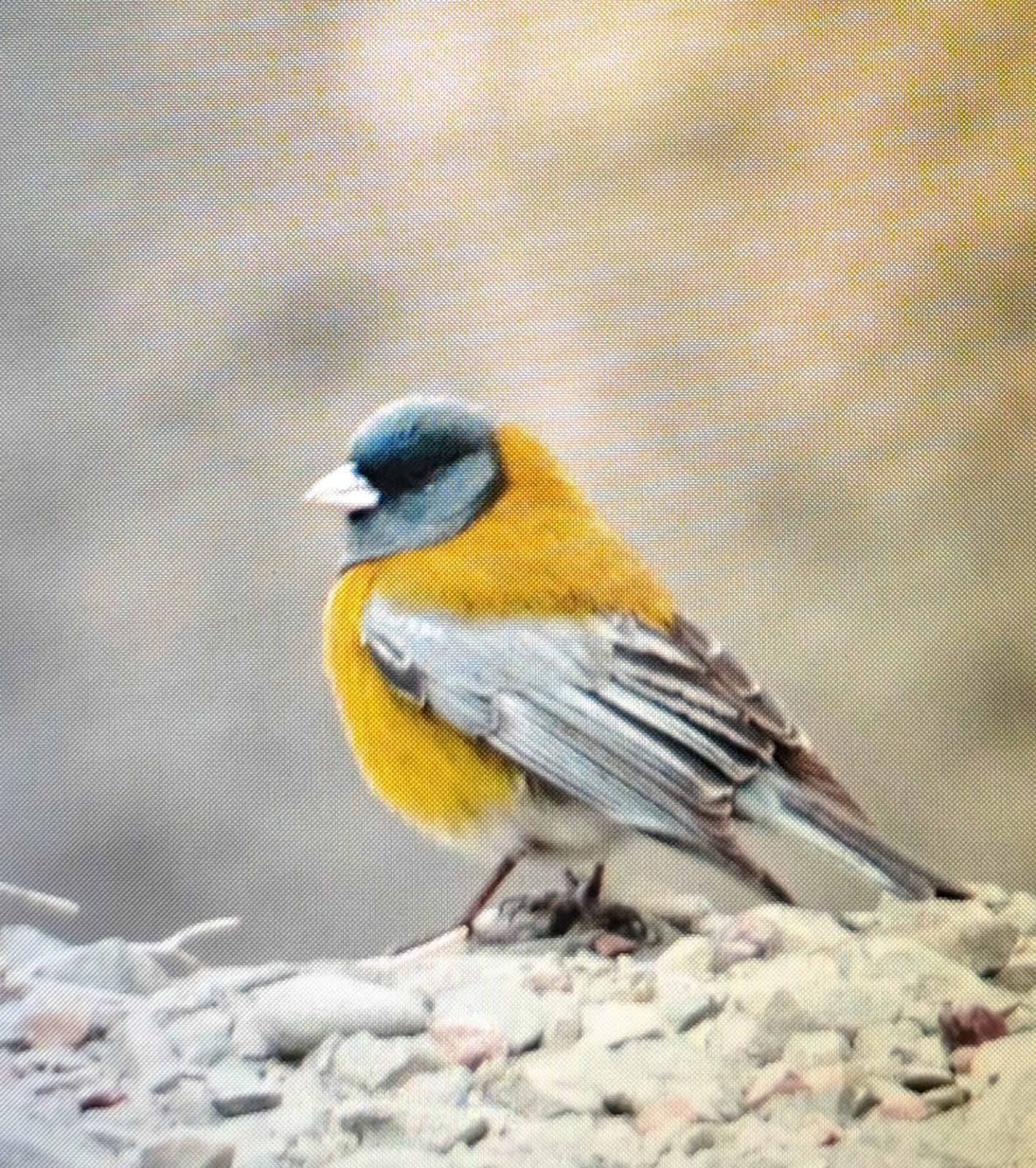 Colorín Pecho Naranja (Passerina leclancherii)