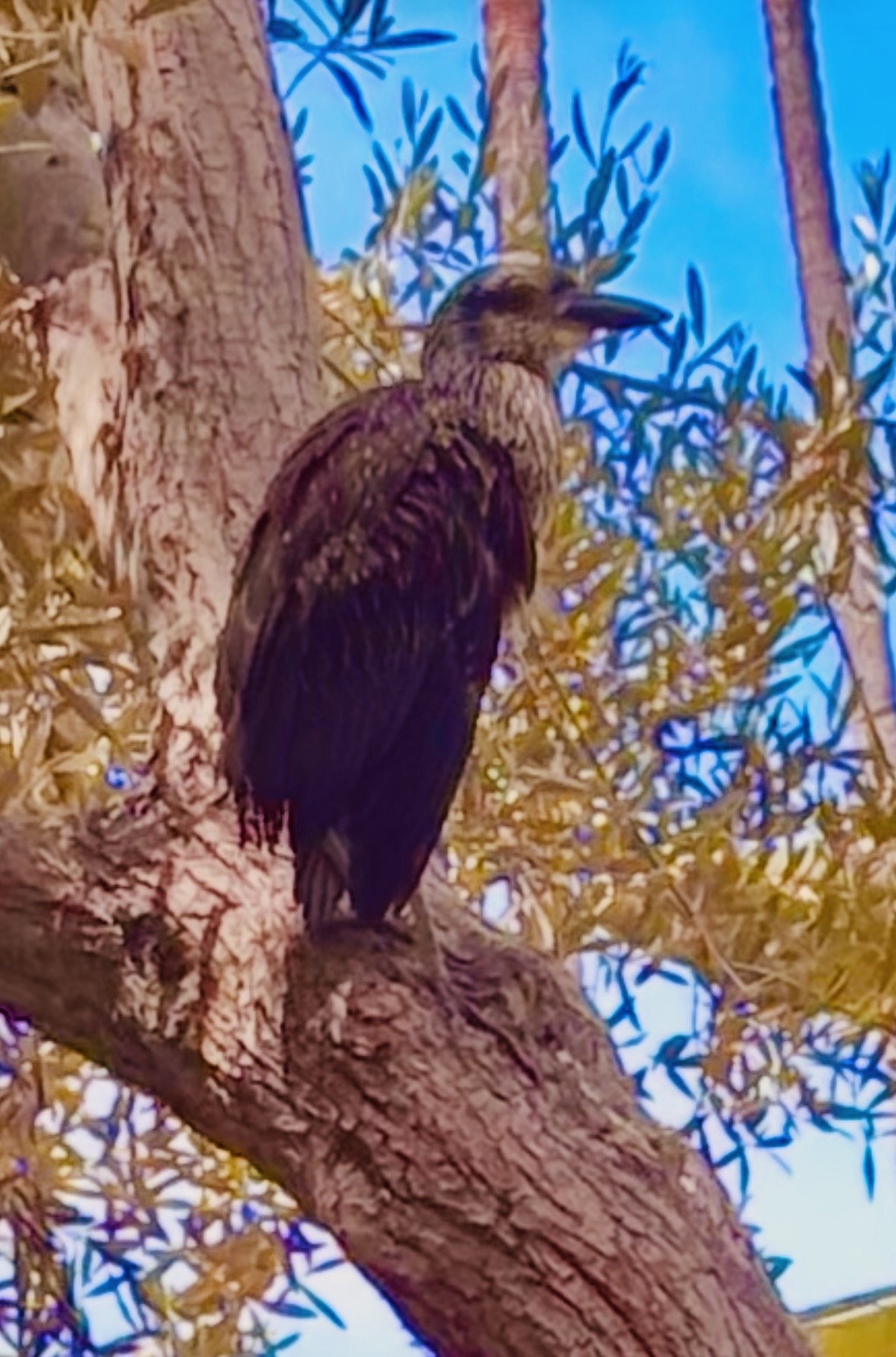 Black-crowned Night Heron