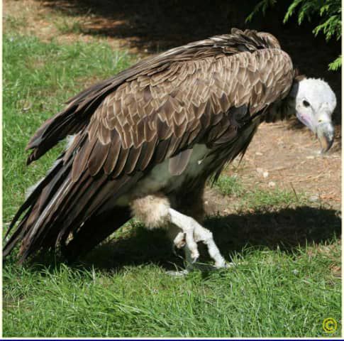 最近認識された鳥の写真