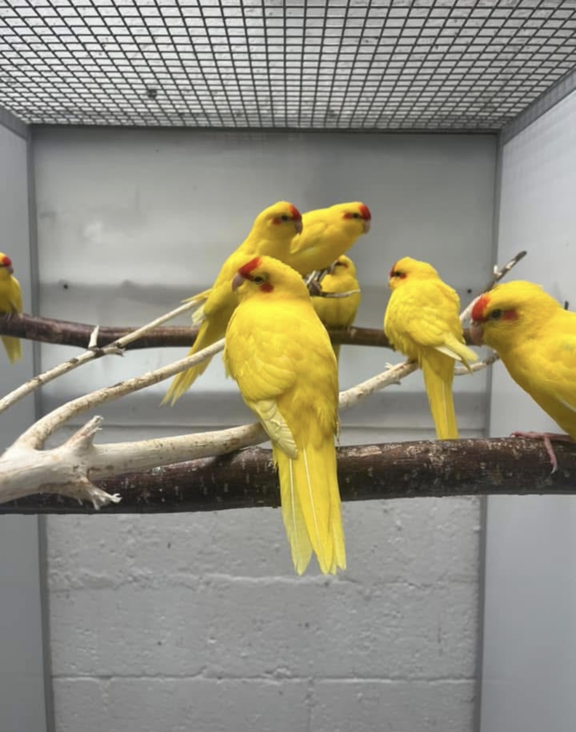 最近認識された鳥の写真