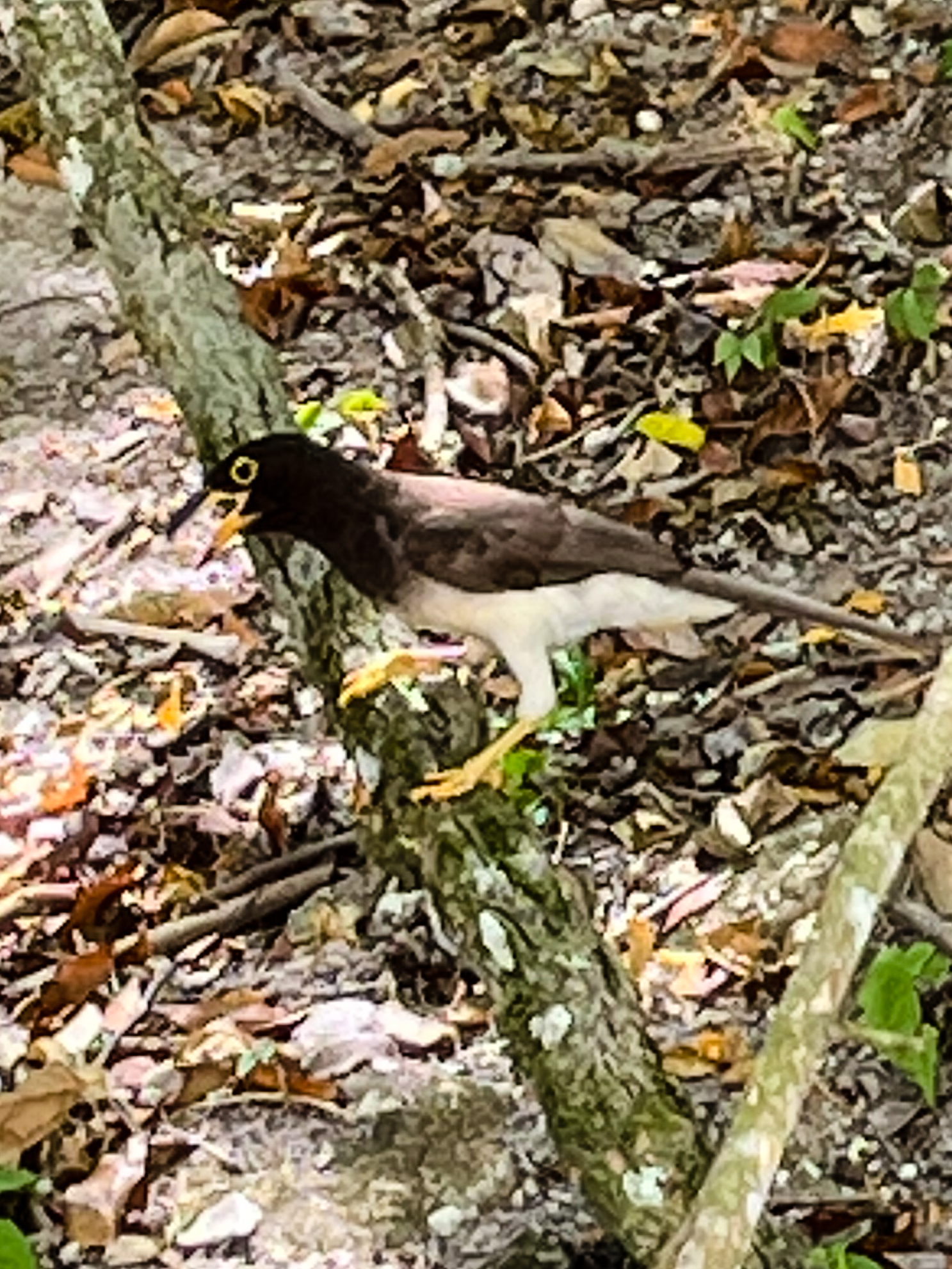 Recent bird photo