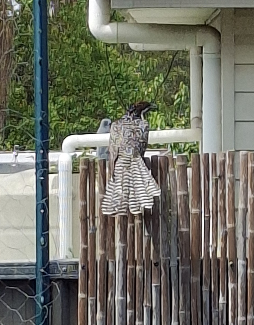 Recent bird photo