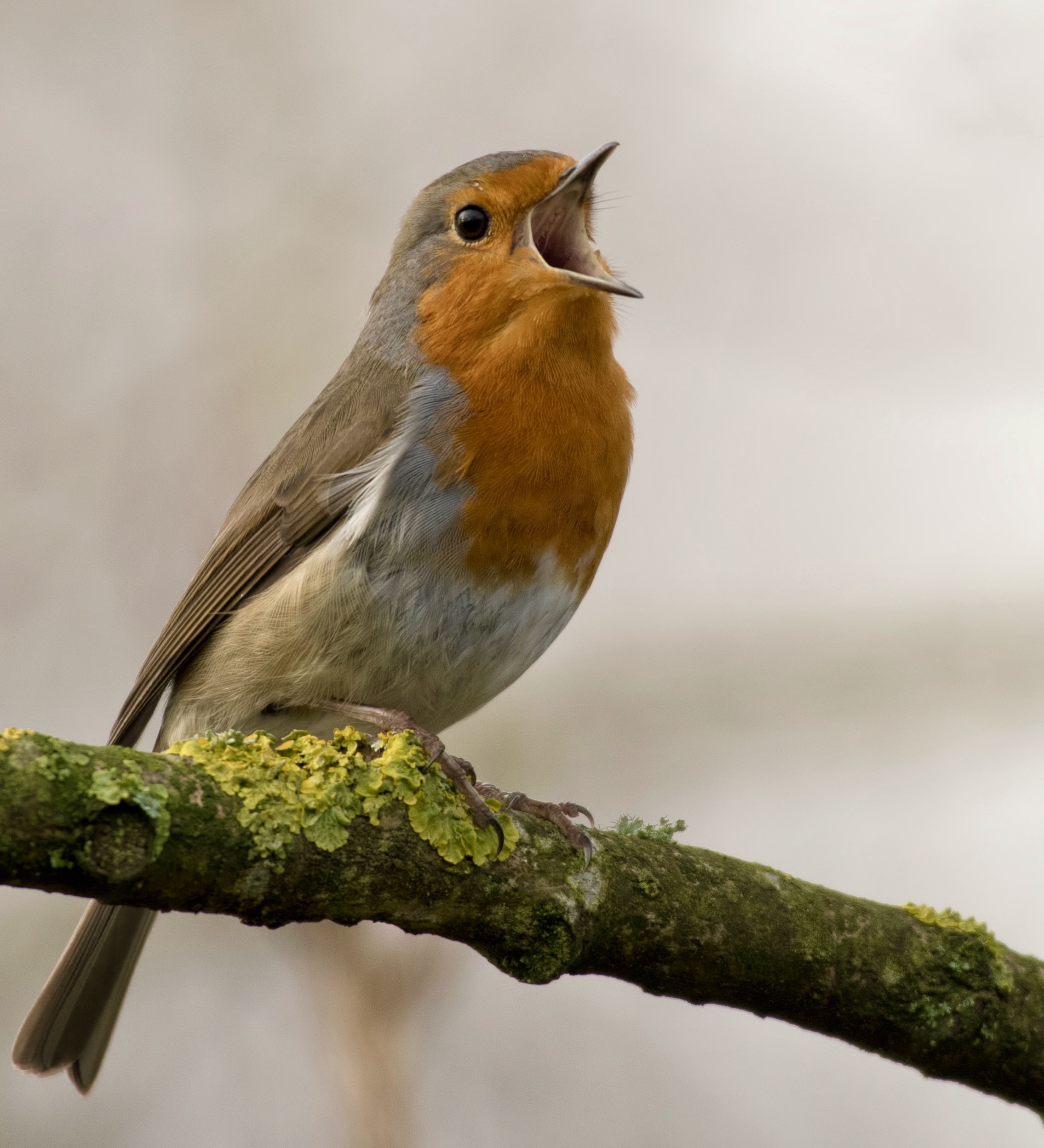 Recent bird photo